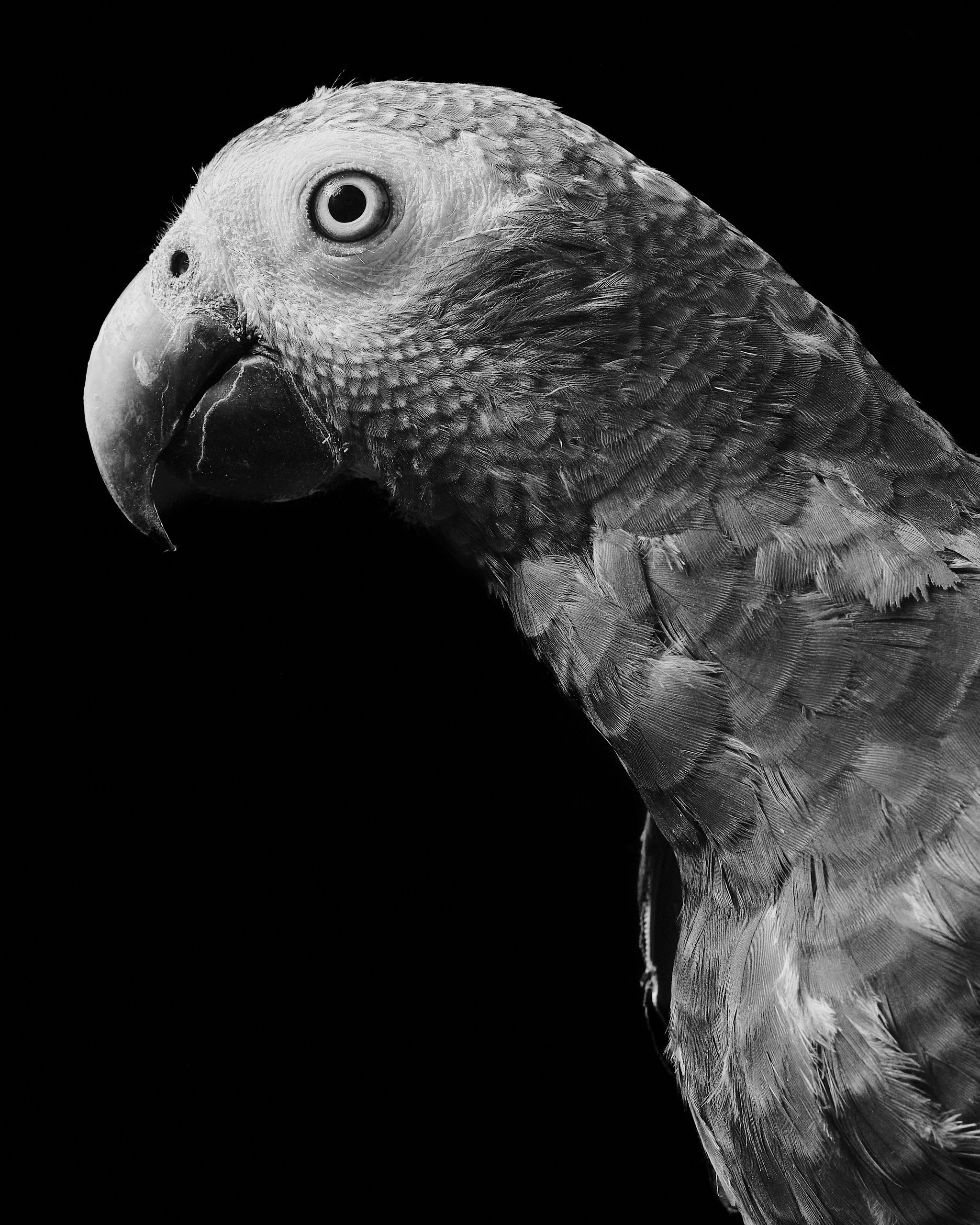 Фото с животными. Фотограф в Москве — Галунина Кристина