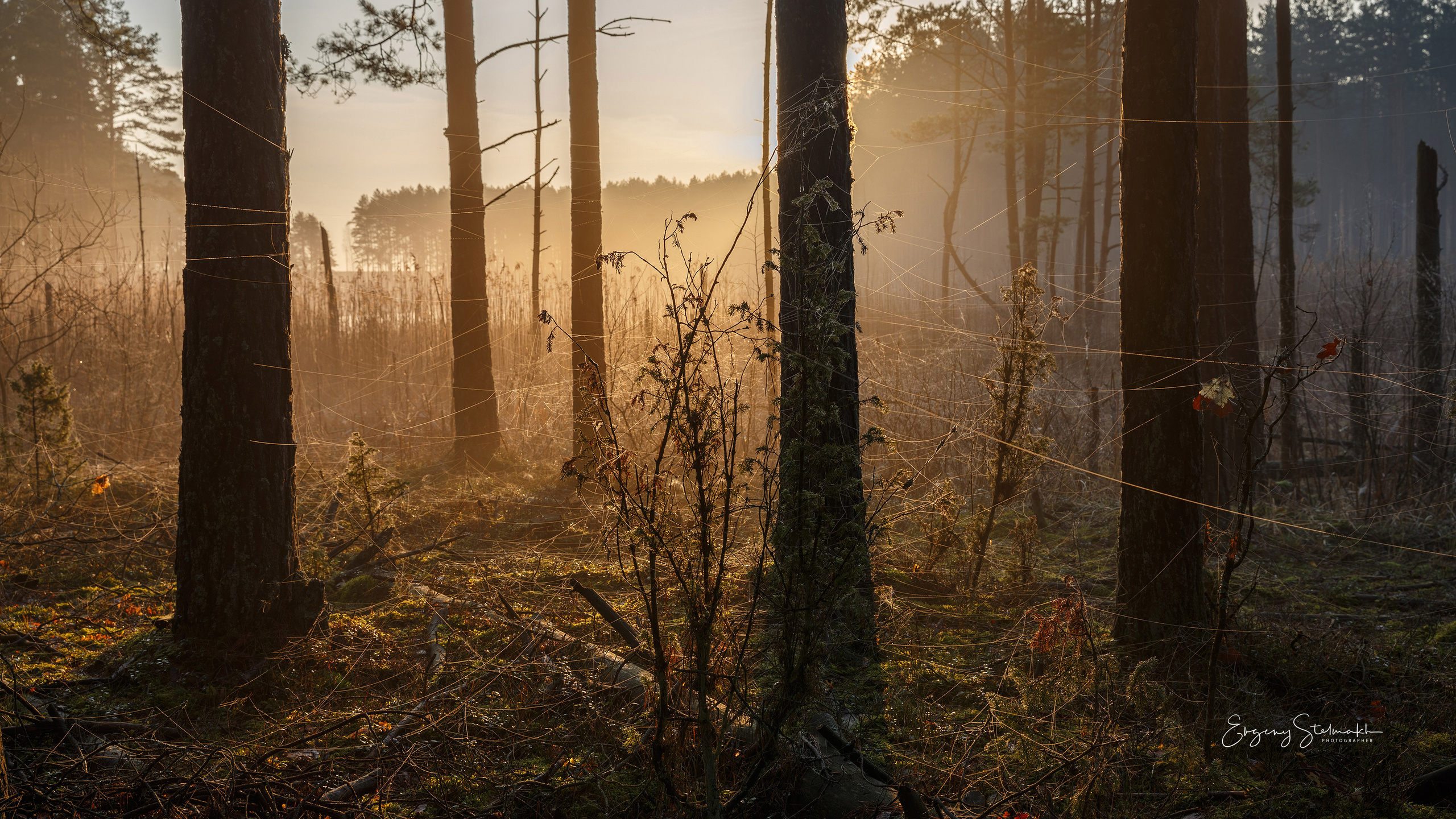 Главная. Фотограф Евгений Стельмах в Молодечно и Минске