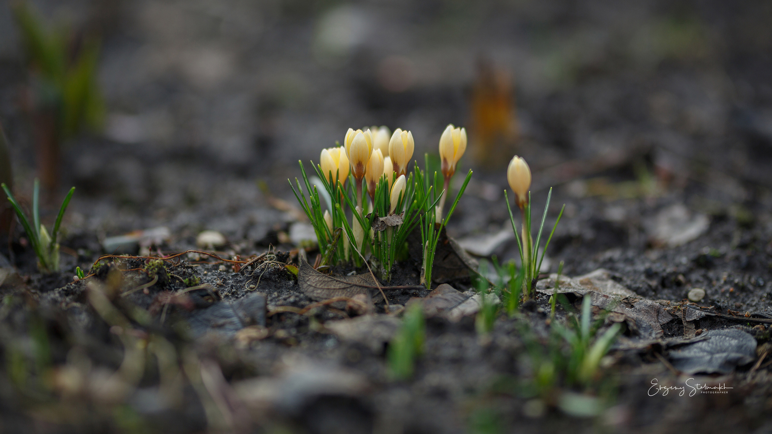 Главная. Фотограф Евгений Стельмах в Молодечно и Минске