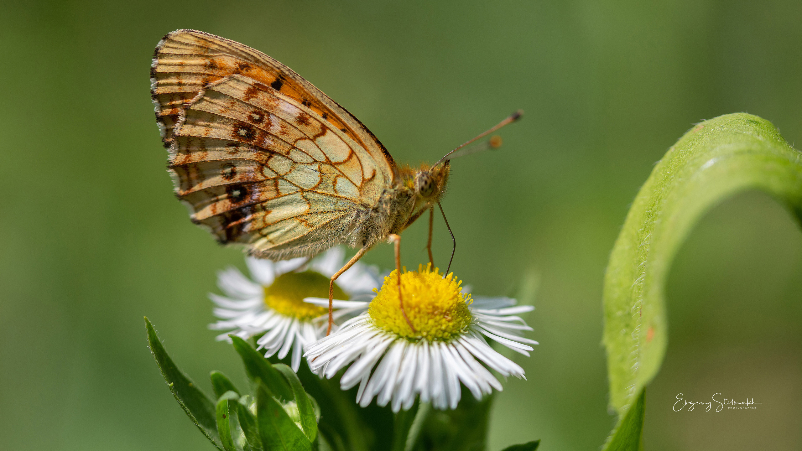 Главная. Фотограф Евгений Стельмах в Молодечно и Минске
