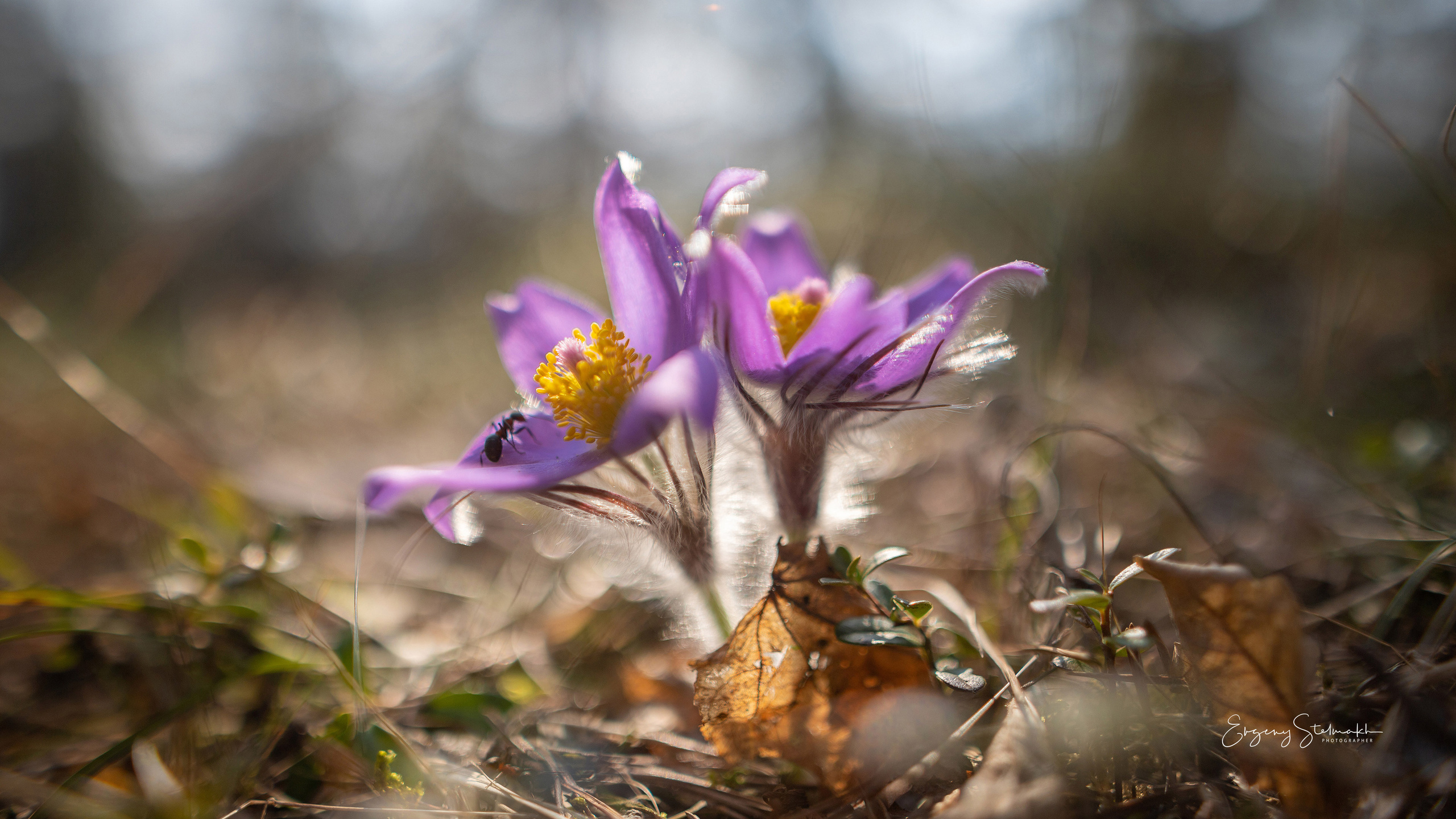 Главная. Фотограф Евгений Стельмах в Молодечно и Минске