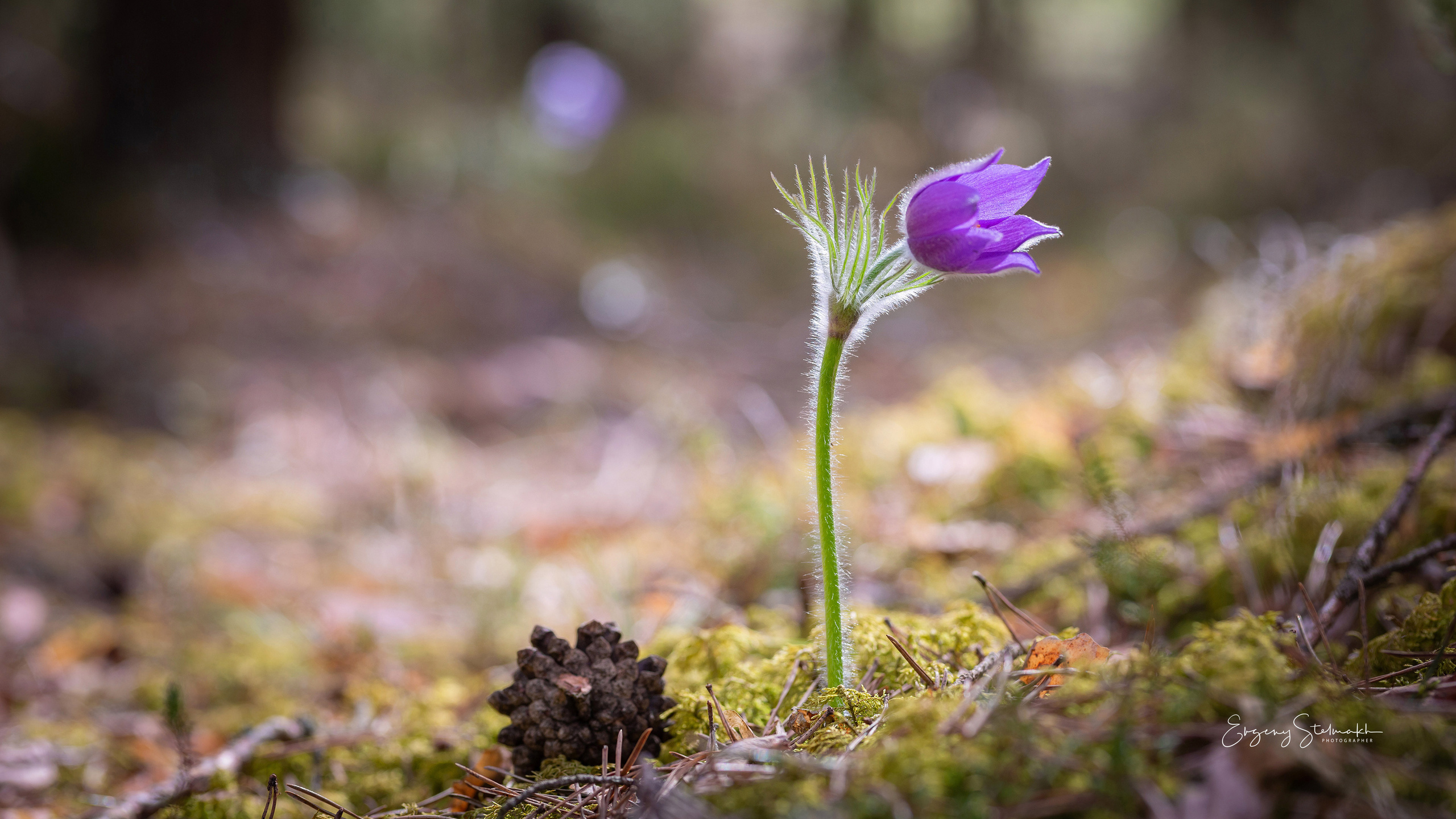 Главная. Фотограф Евгений Стельмах в Молодечно и Минске