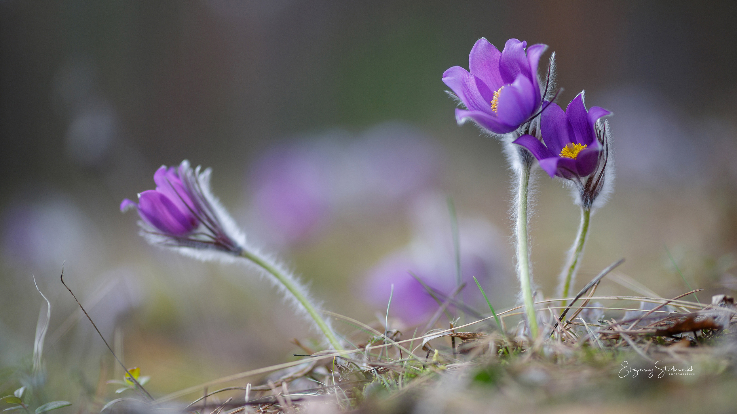 Главная. Фотограф Евгений Стельмах в Молодечно и Минске
