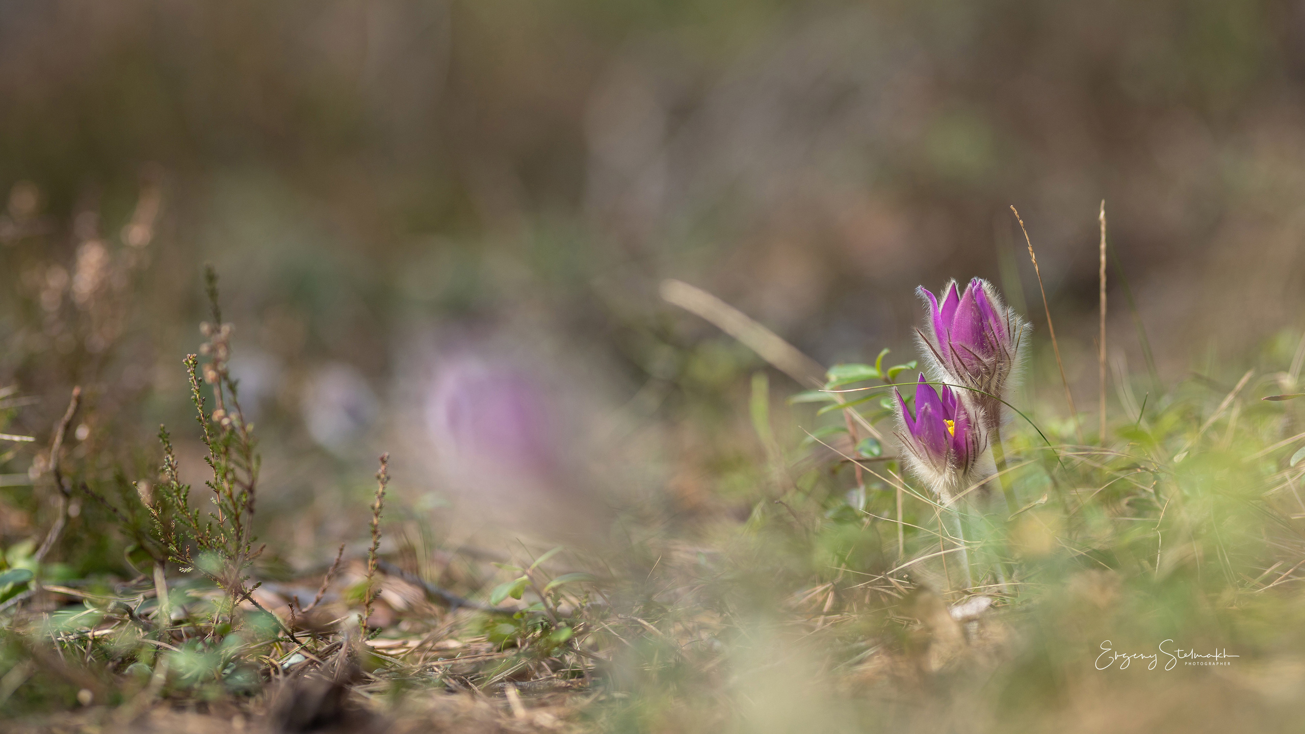 Главная. Фотограф Евгений Стельмах в Молодечно и Минске
