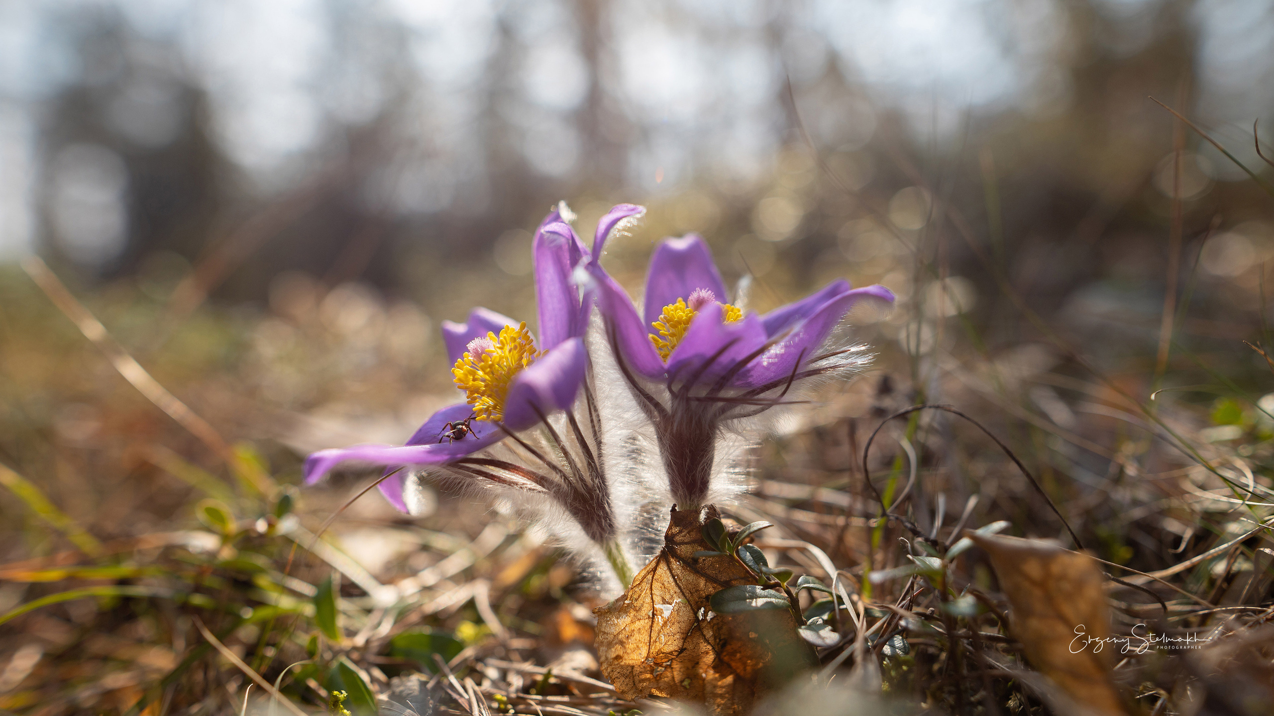 Главная. Фотограф Евгений Стельмах в Молодечно и Минске
