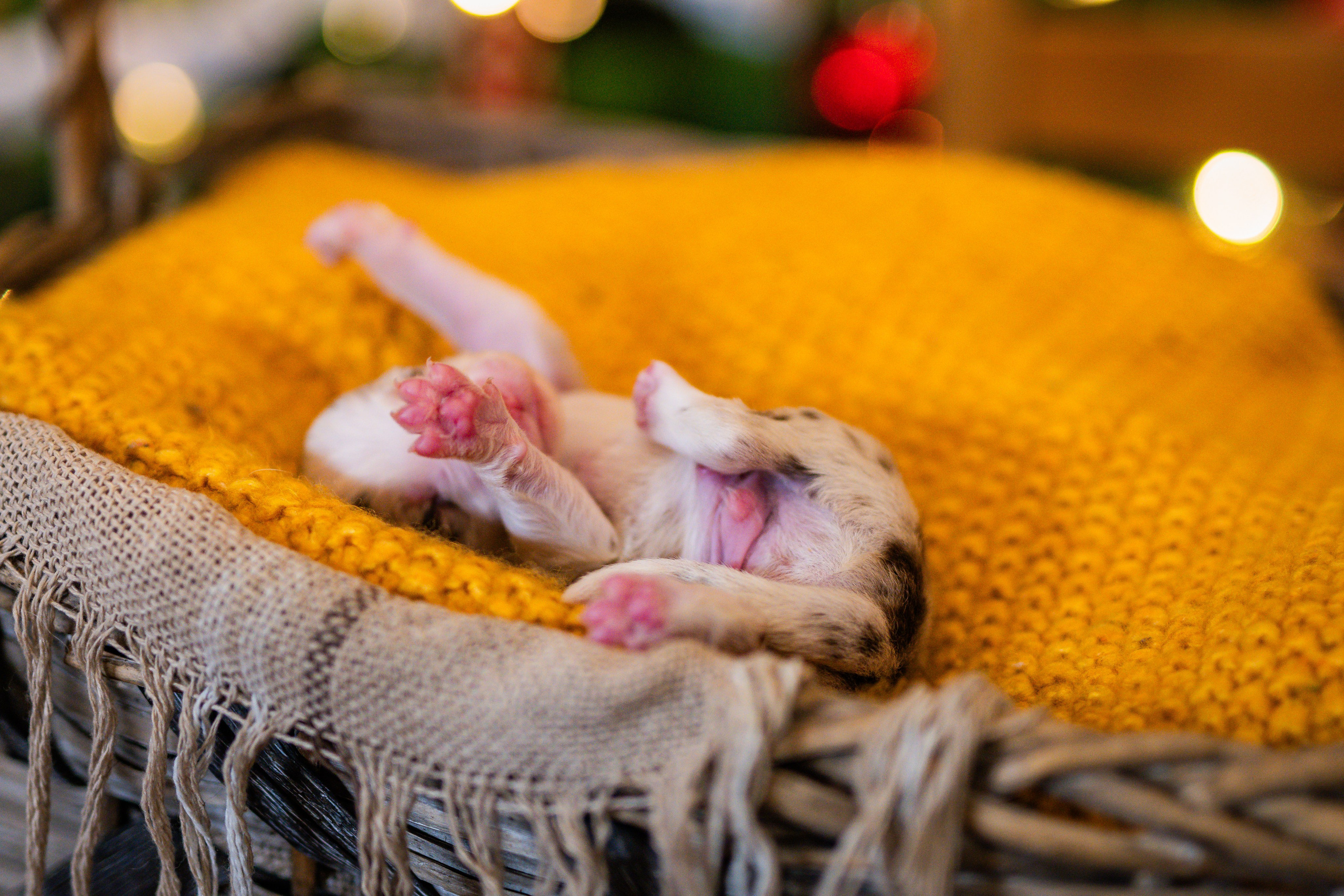 Фритсвит. Семейный фотограф Ефремова Виктория
