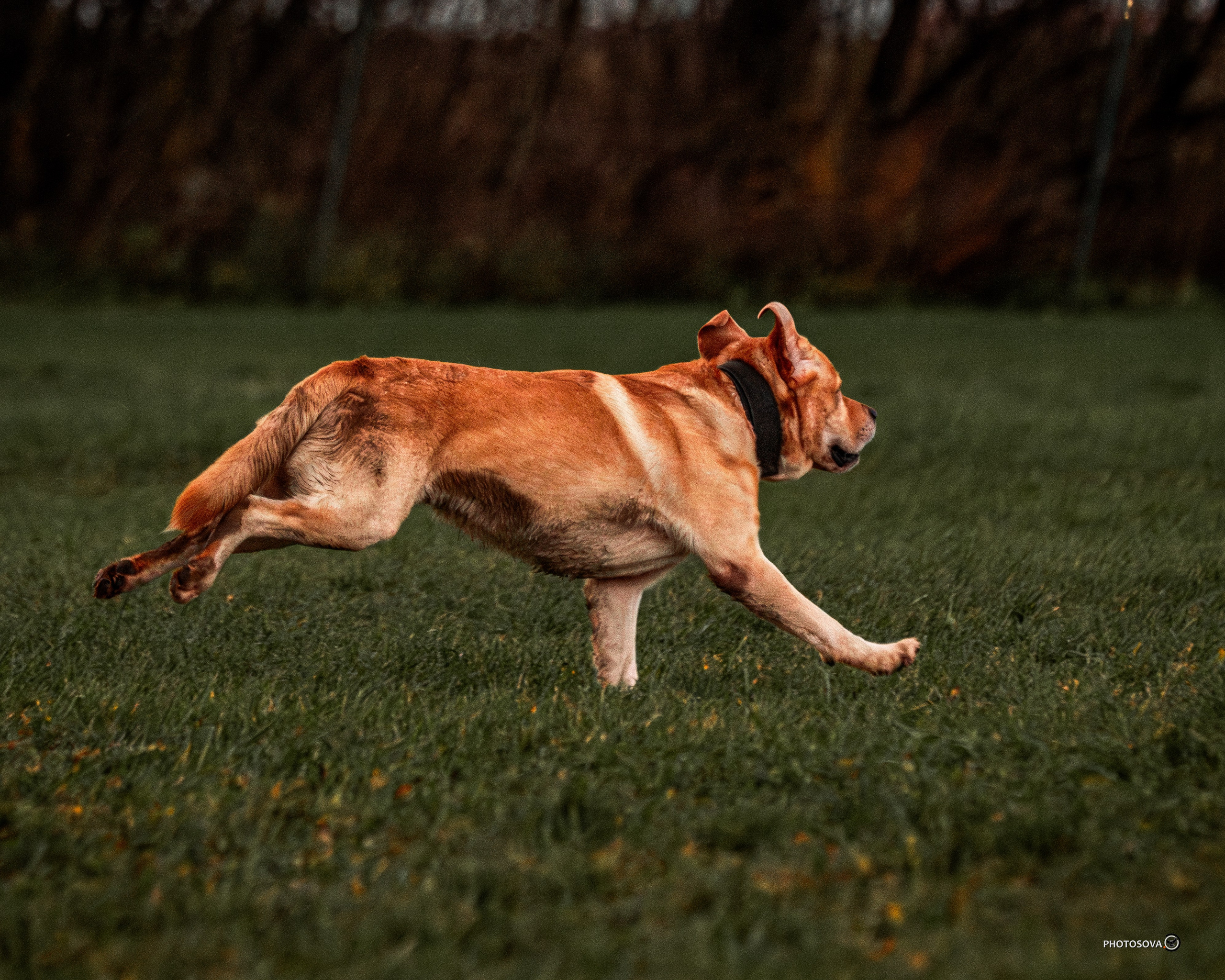 МЫ — КОМАНДА (соревнования) OKD, BH, IBGH, IGP. Фотограф-анималист, семейный фотограф в Москве и Подмосковье. Фотосъёмка кинологических дисциплин