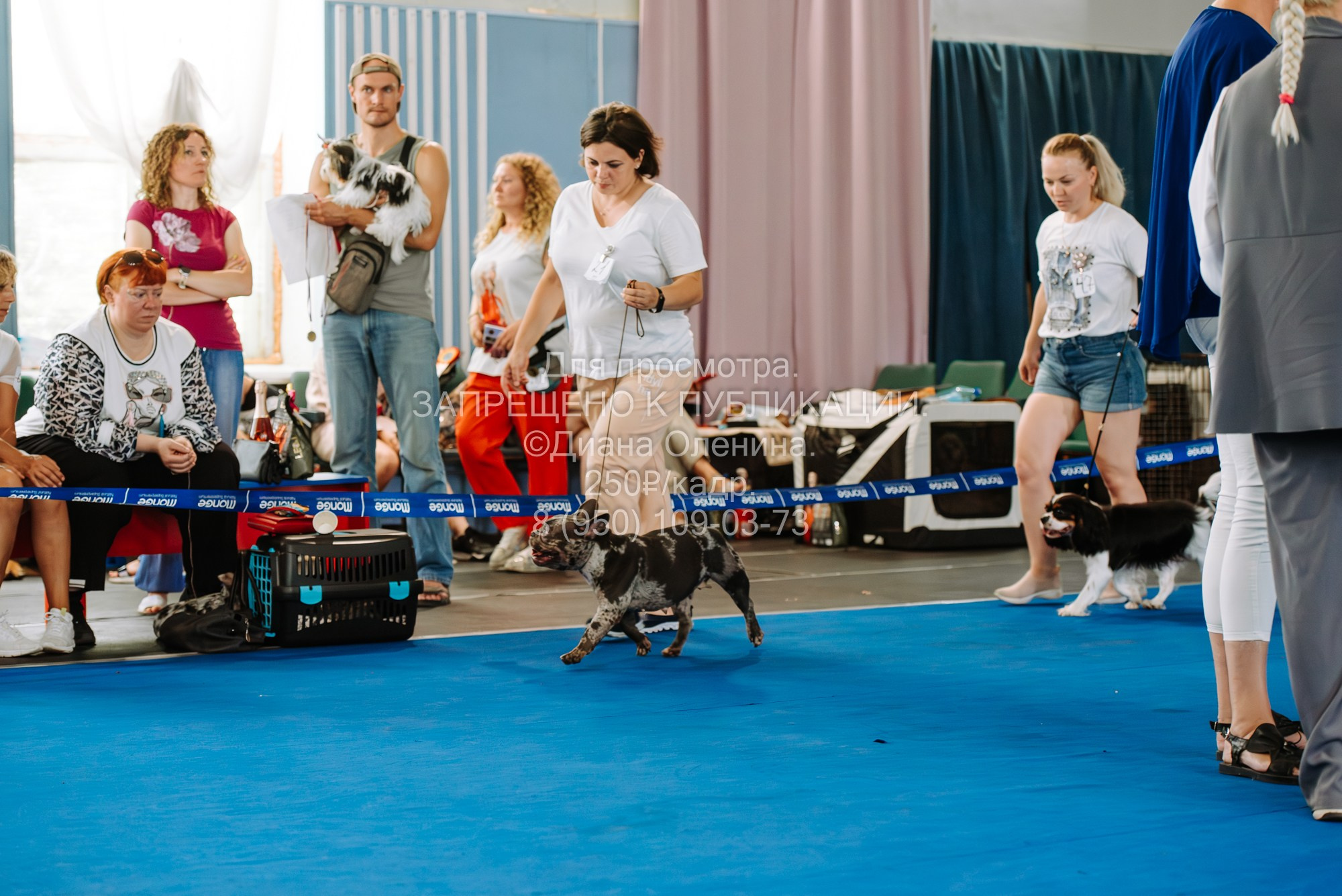 Национальная выставка собак всех пород ранга САС-IKU «Кубок Красноярск. Фотограф Диана Оленина Красноярск / Братск