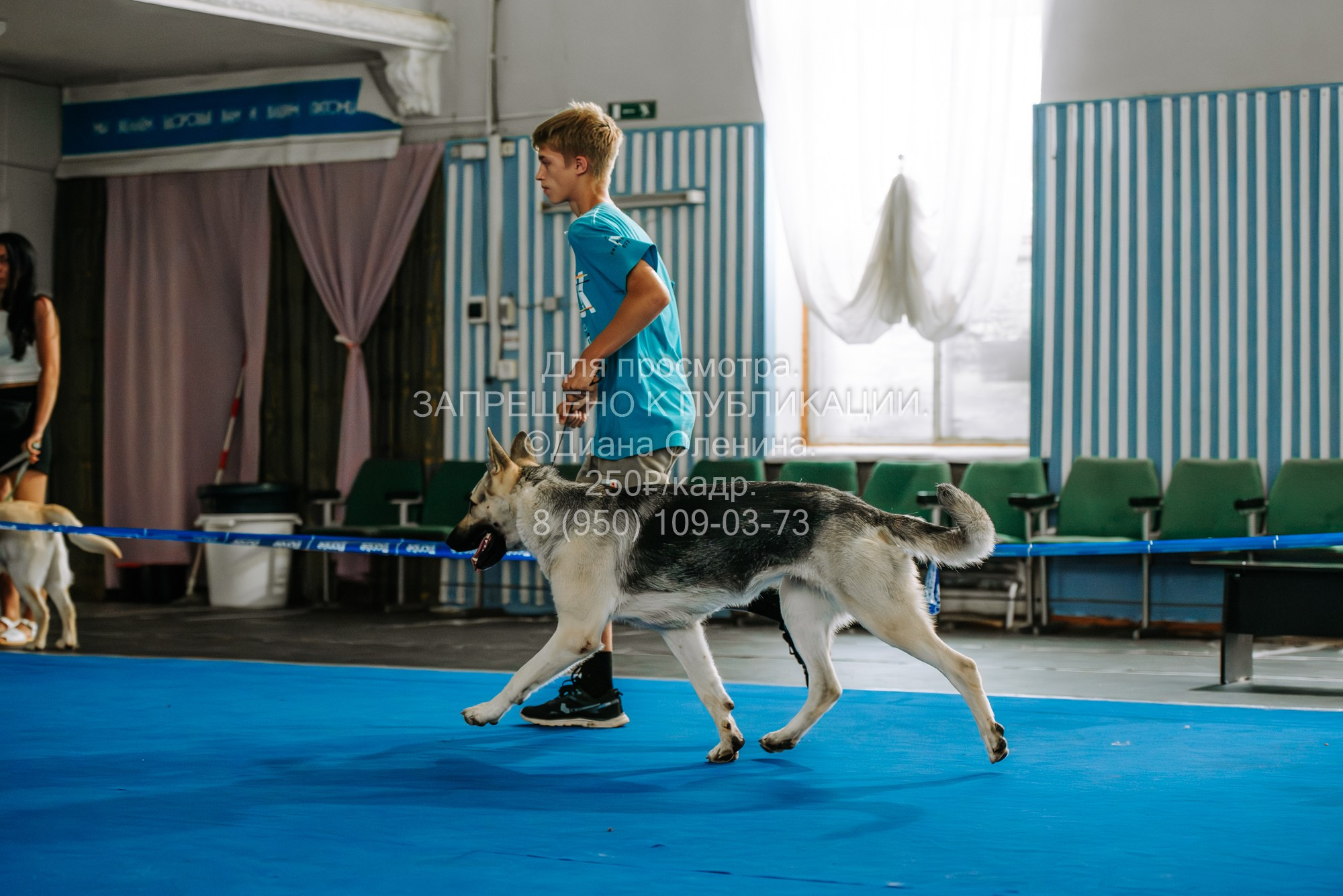Национальная выставка собак всех пород ранга САС-IKU «Кубок Красноярск. Фотограф Диана Оленина Красноярск / Братск