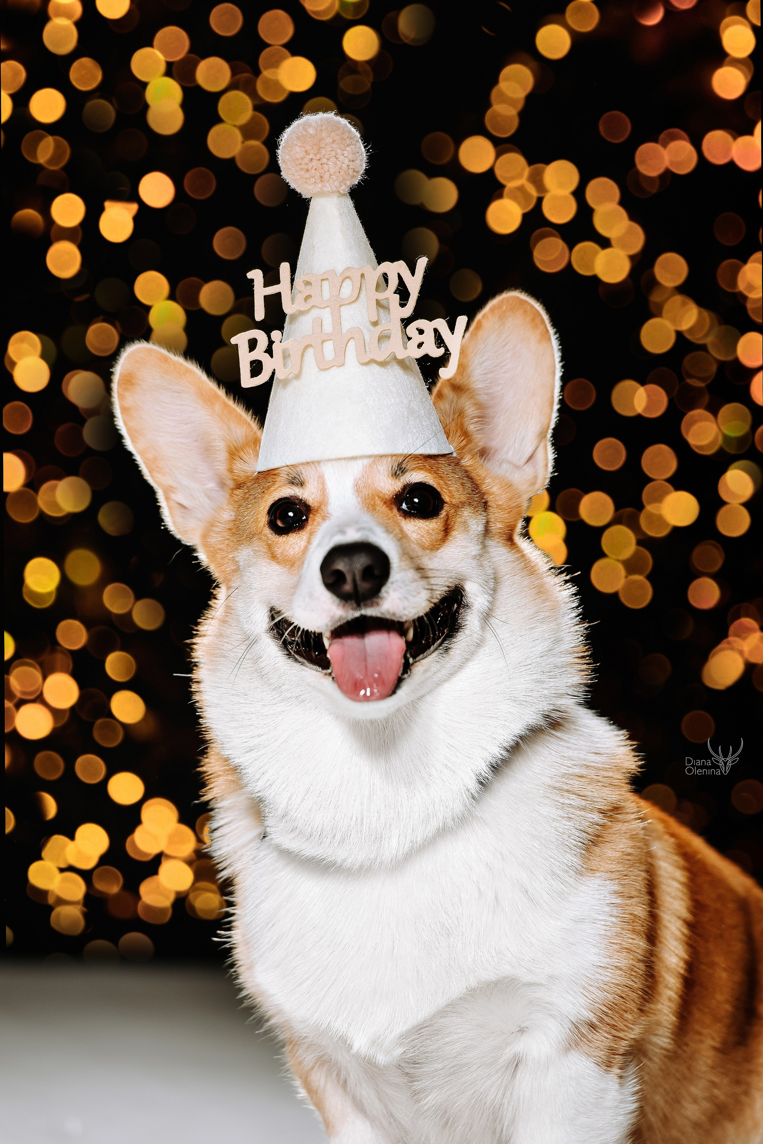 Собаки фоны. Фотограф Диана Оленина Красноярск / Братск