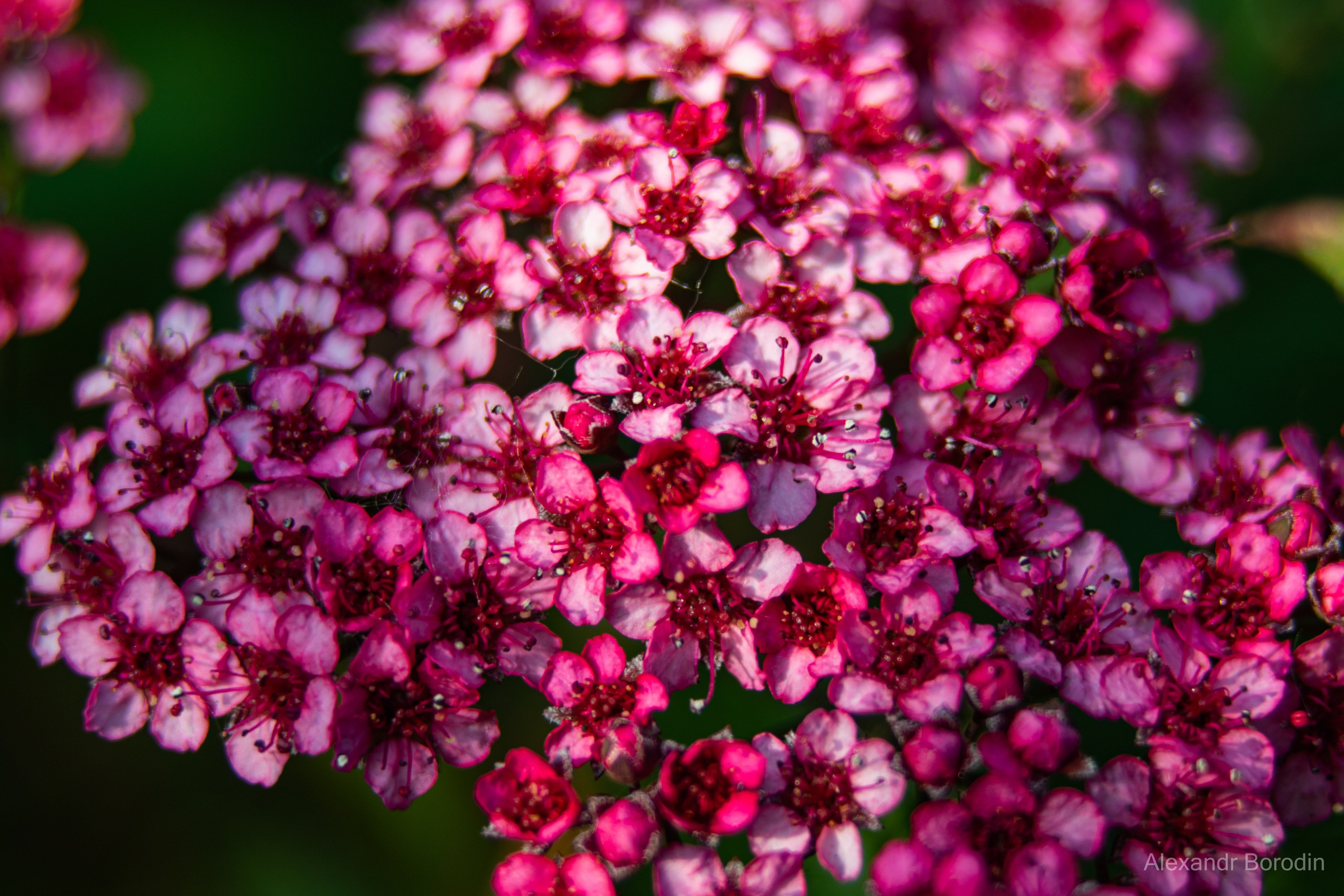 Макро. Профессиональный фотограф Александр Бородин