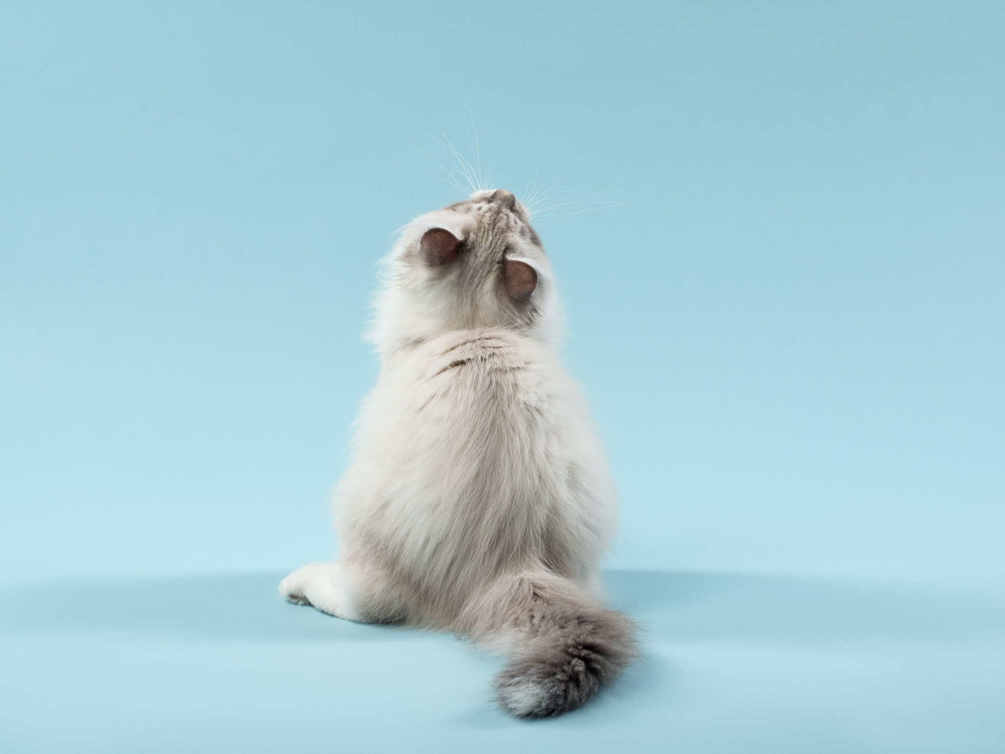 Студийная съёмка. Фотограф животных и людей в Санкт-Петербурге Дарья Быстрицкая