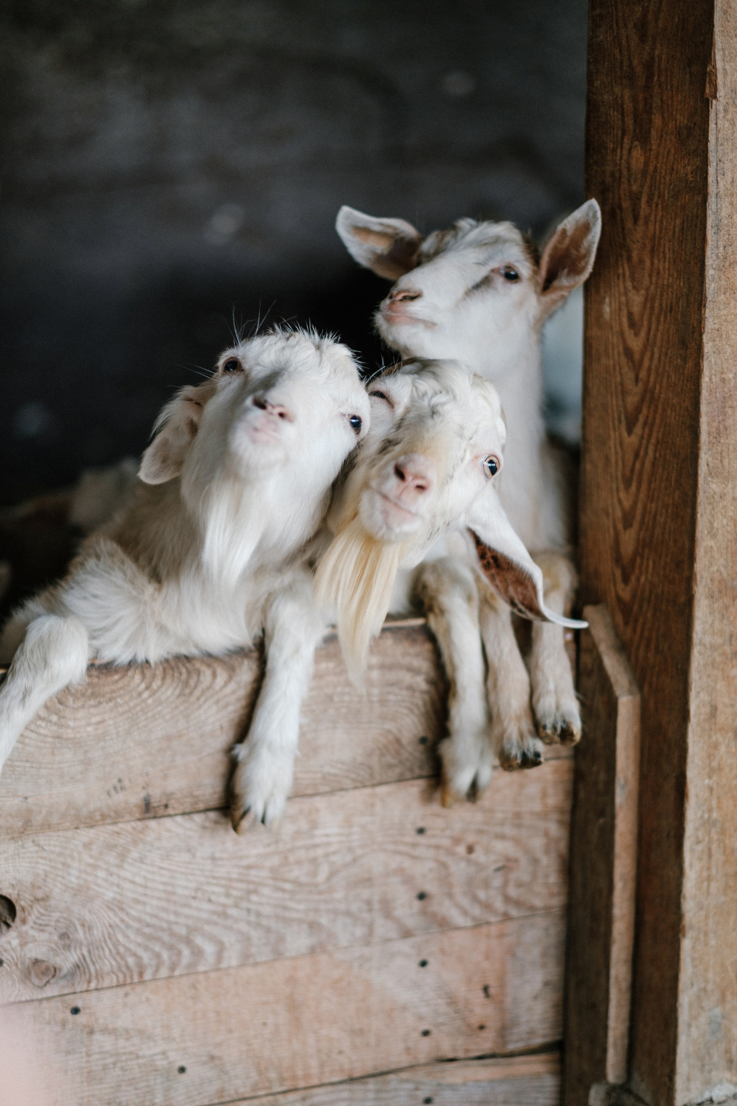 Экзархо. Свадебный Видеограф Фотограф в Сочи