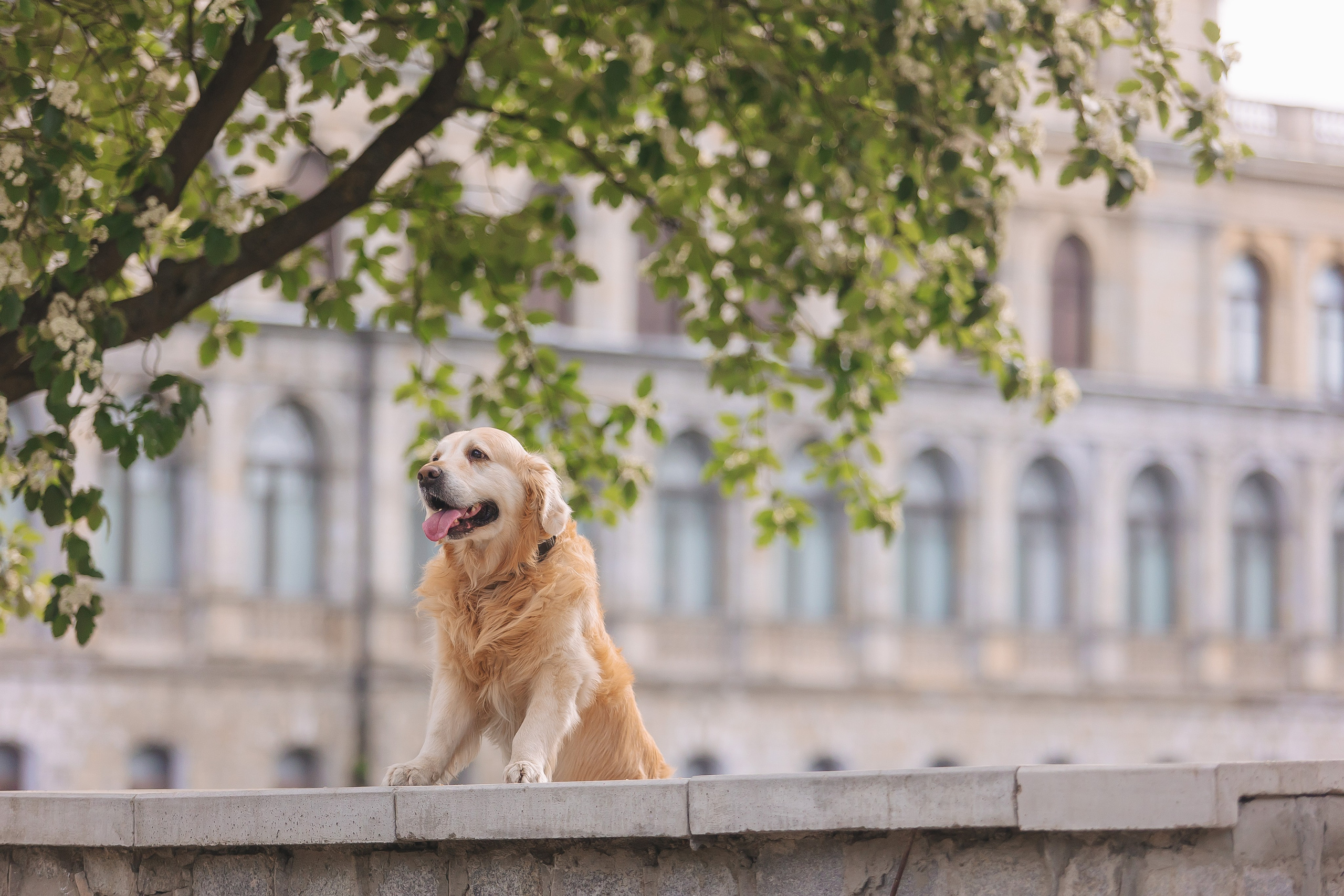 Золотистый ретривер Кант, Калининград. Свадебный и женский фотограф