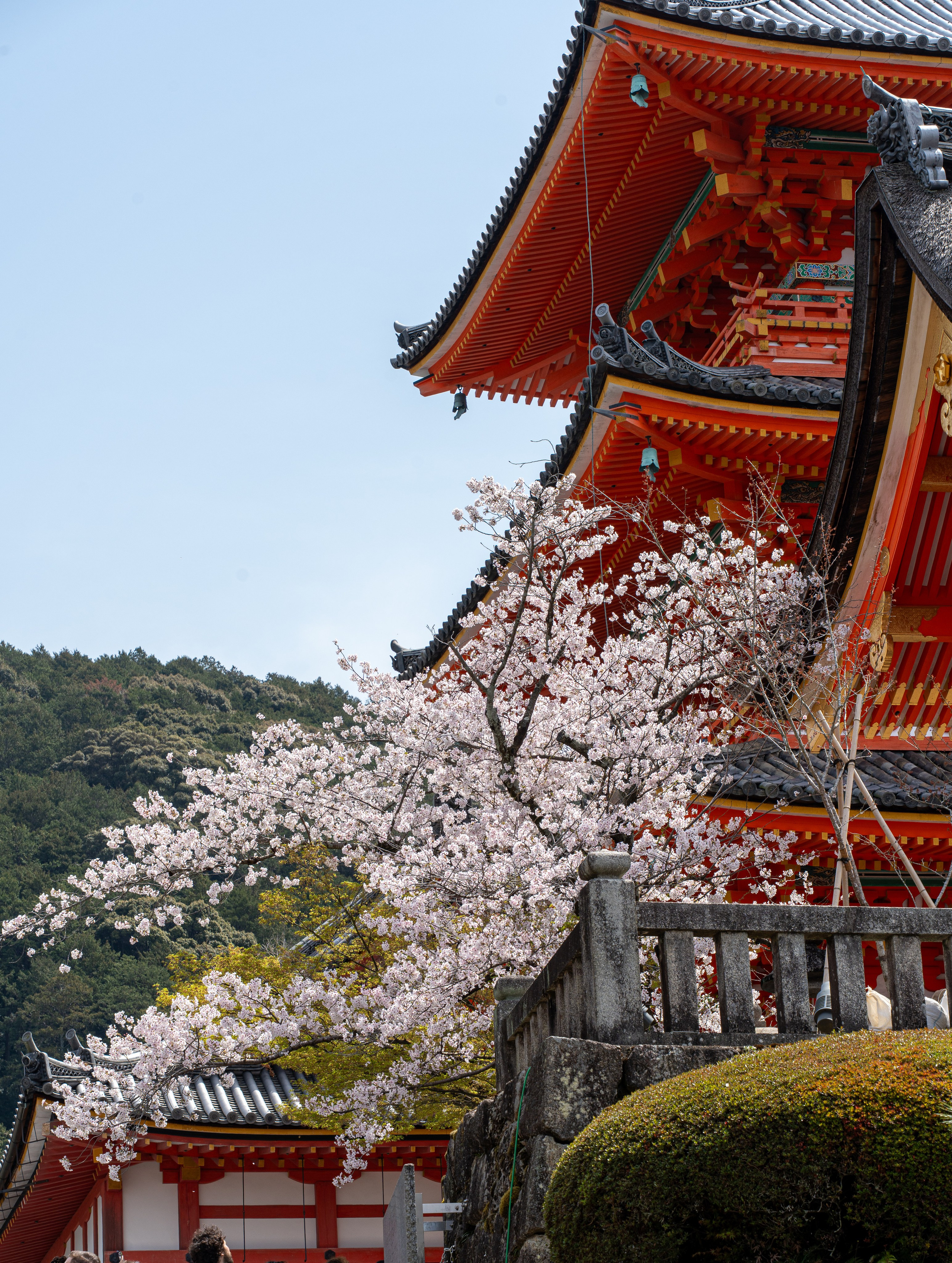 Япония, сакура. Творческие сьемки