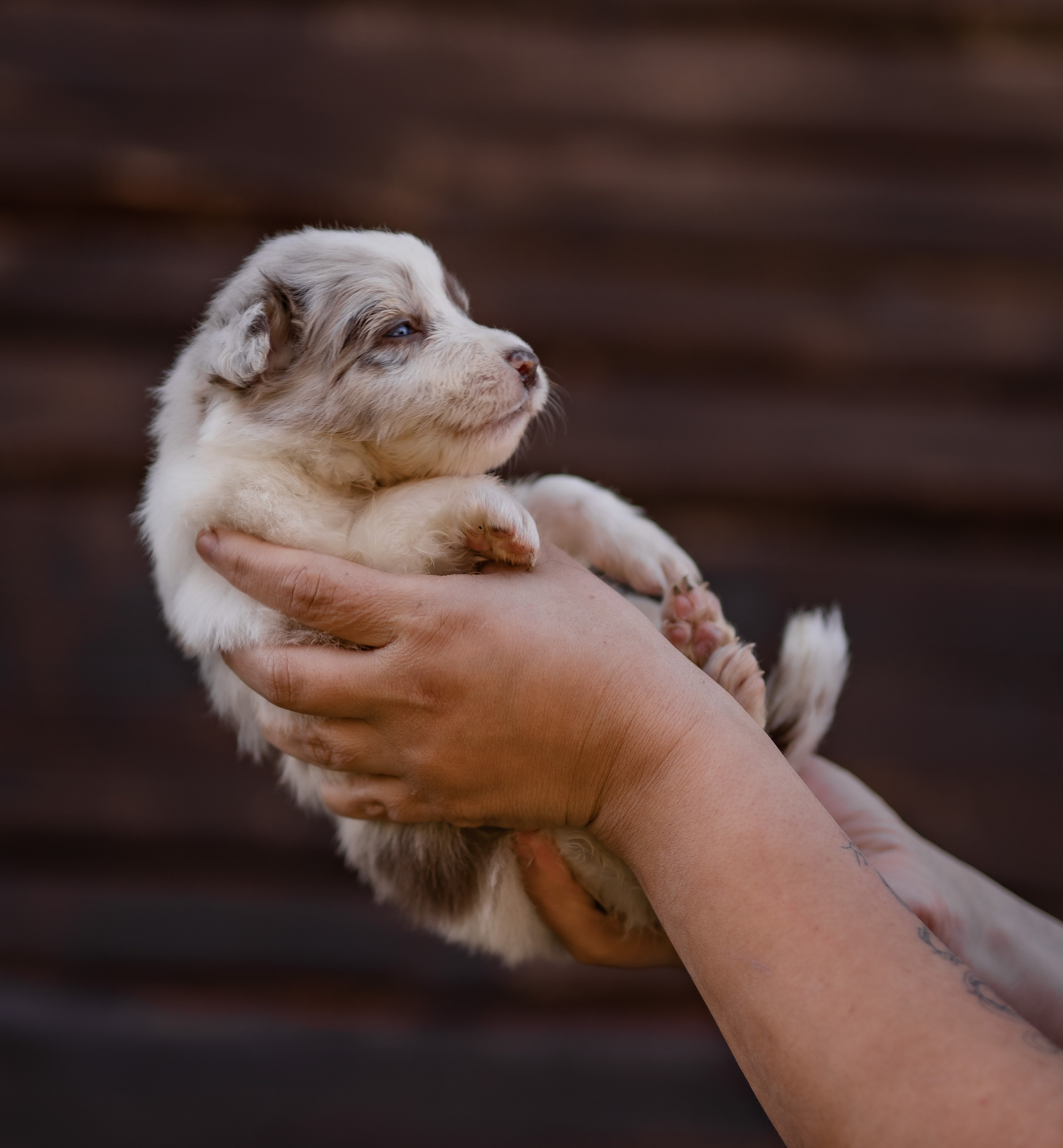 Фритсвит. Семейный фотограф Ефремова Виктория