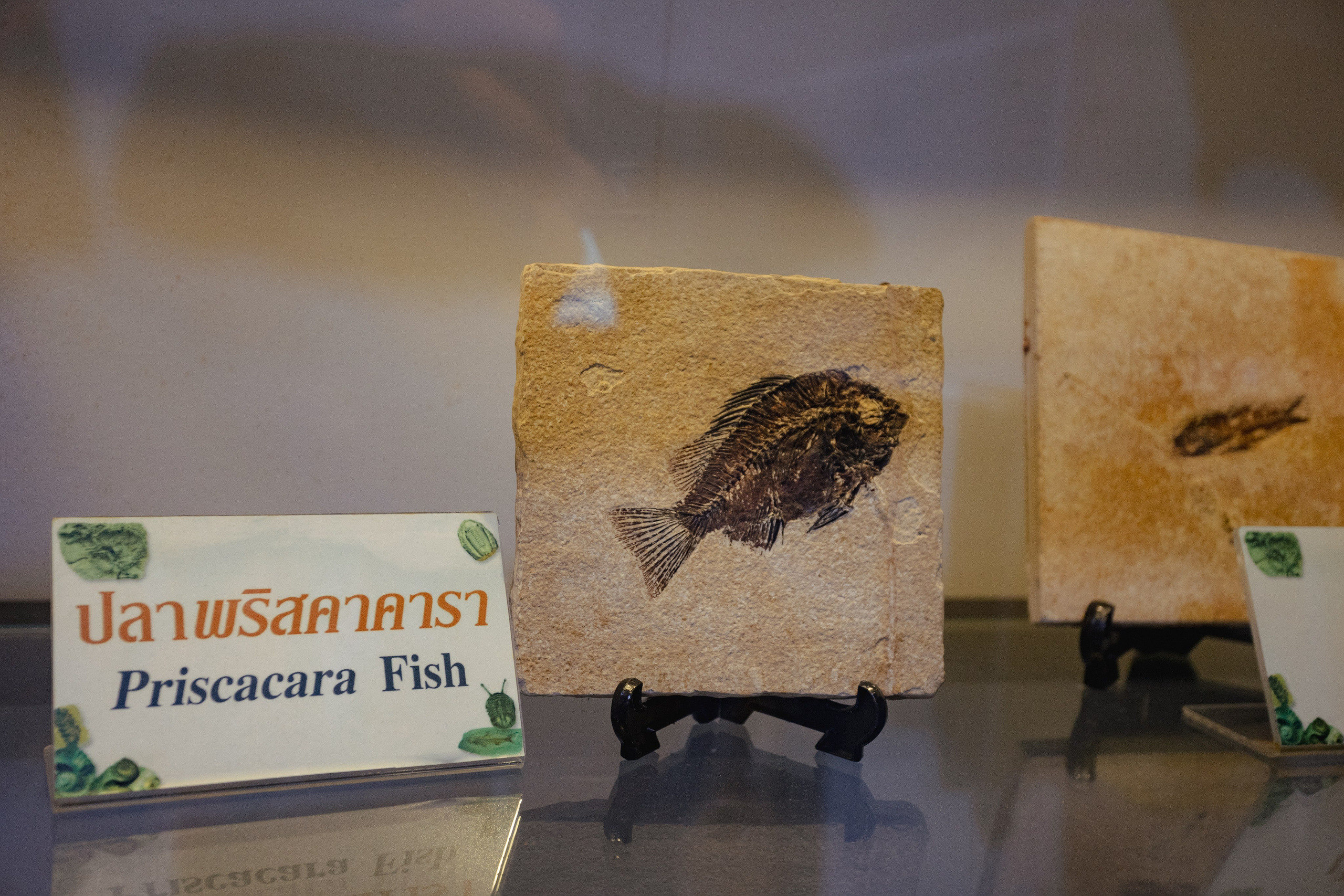 Bangkok Planetarium. Photographer Sonkina Tatiana (Tanya Ash)