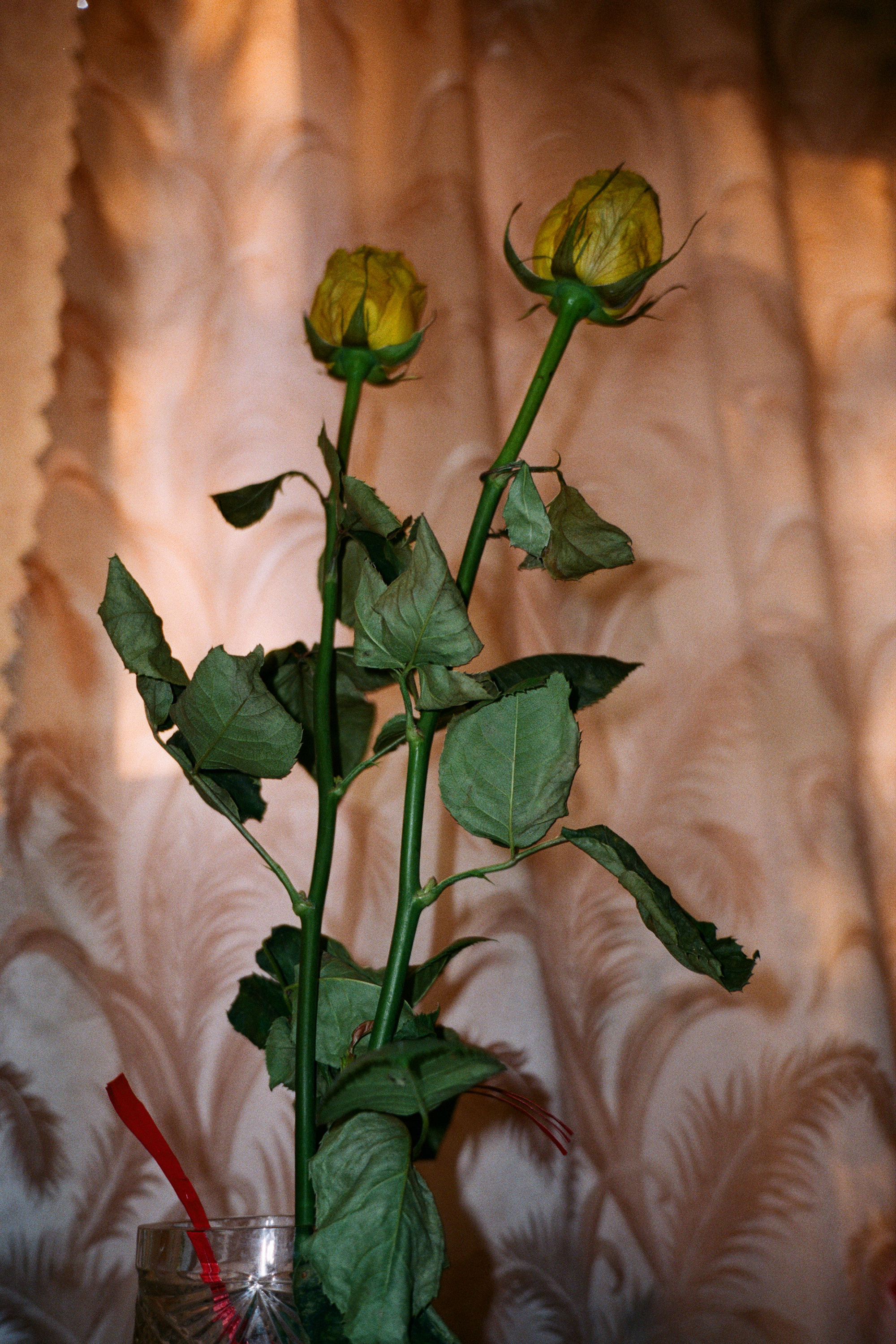 — Tatiana’s Day. Lena Ovchinnikova