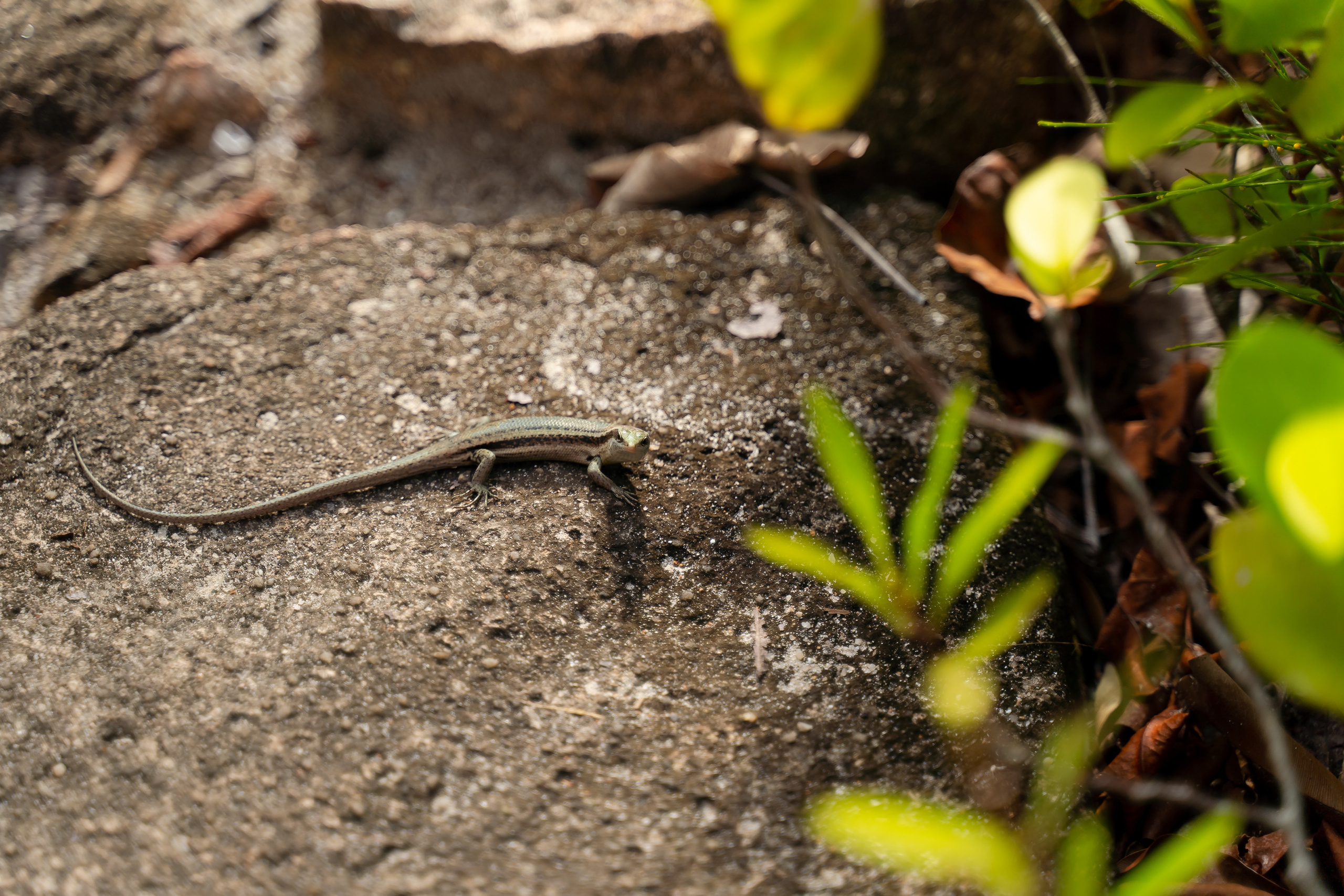 Seychelles. Свадебный и Репортажный фотограф в Москве — Шестак Константин