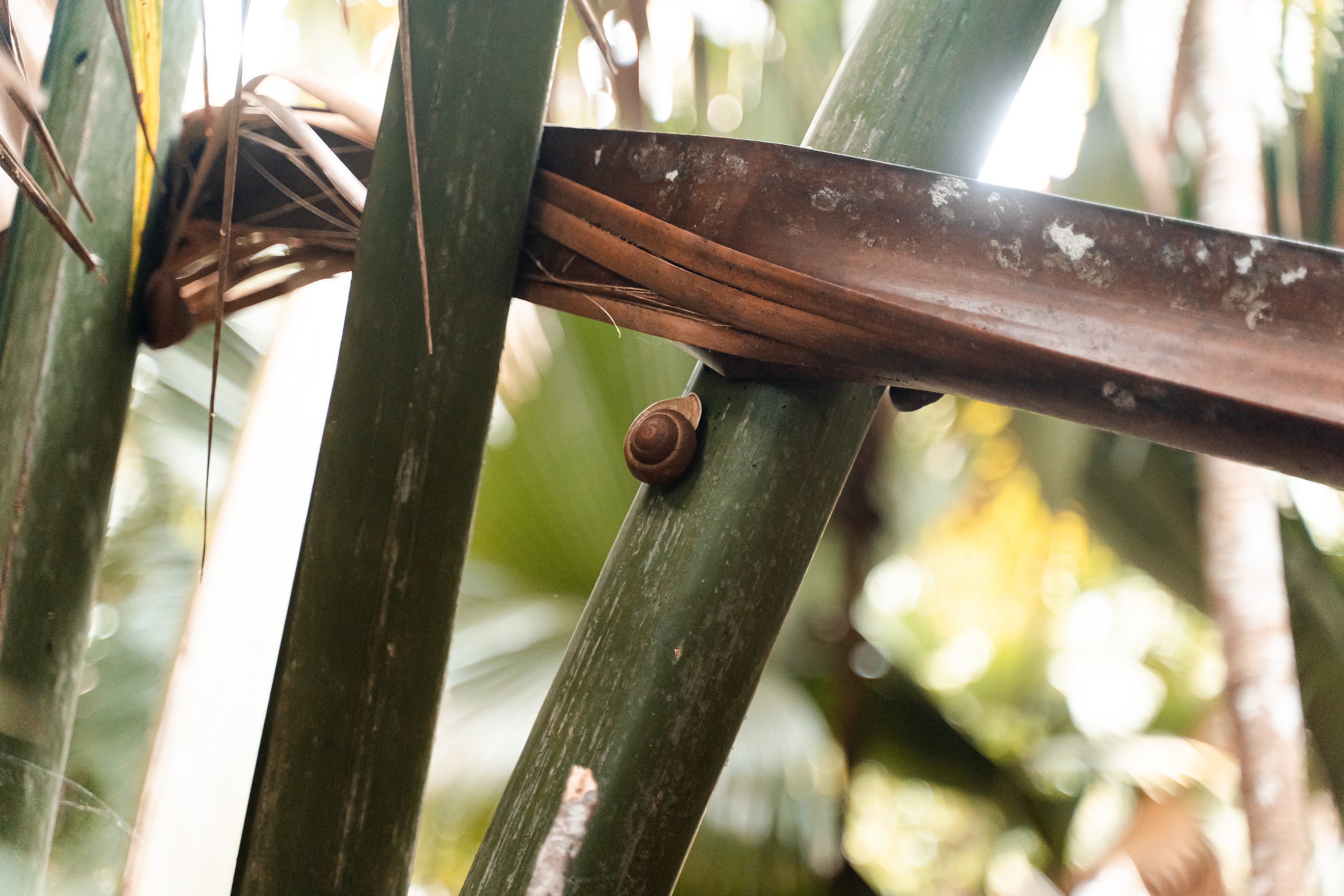 Seychelles. Свадебный и Репортажный фотограф в Москве — Шестак Константин