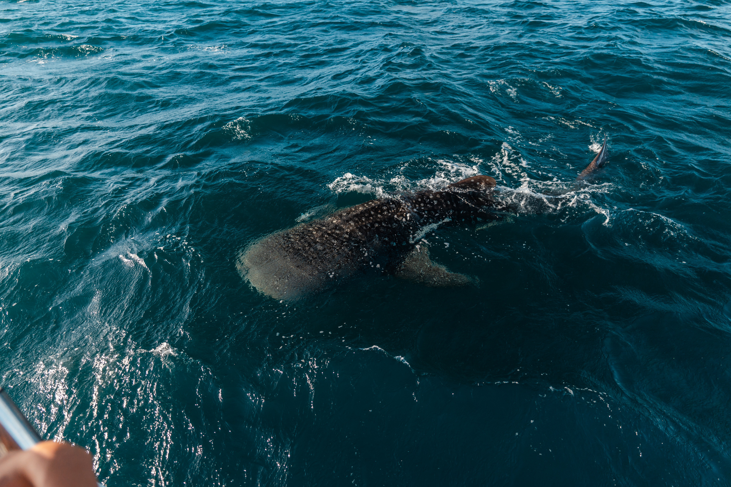 Seychelles. Свадебный и Репортажный фотограф в Москве — Шестак Константин