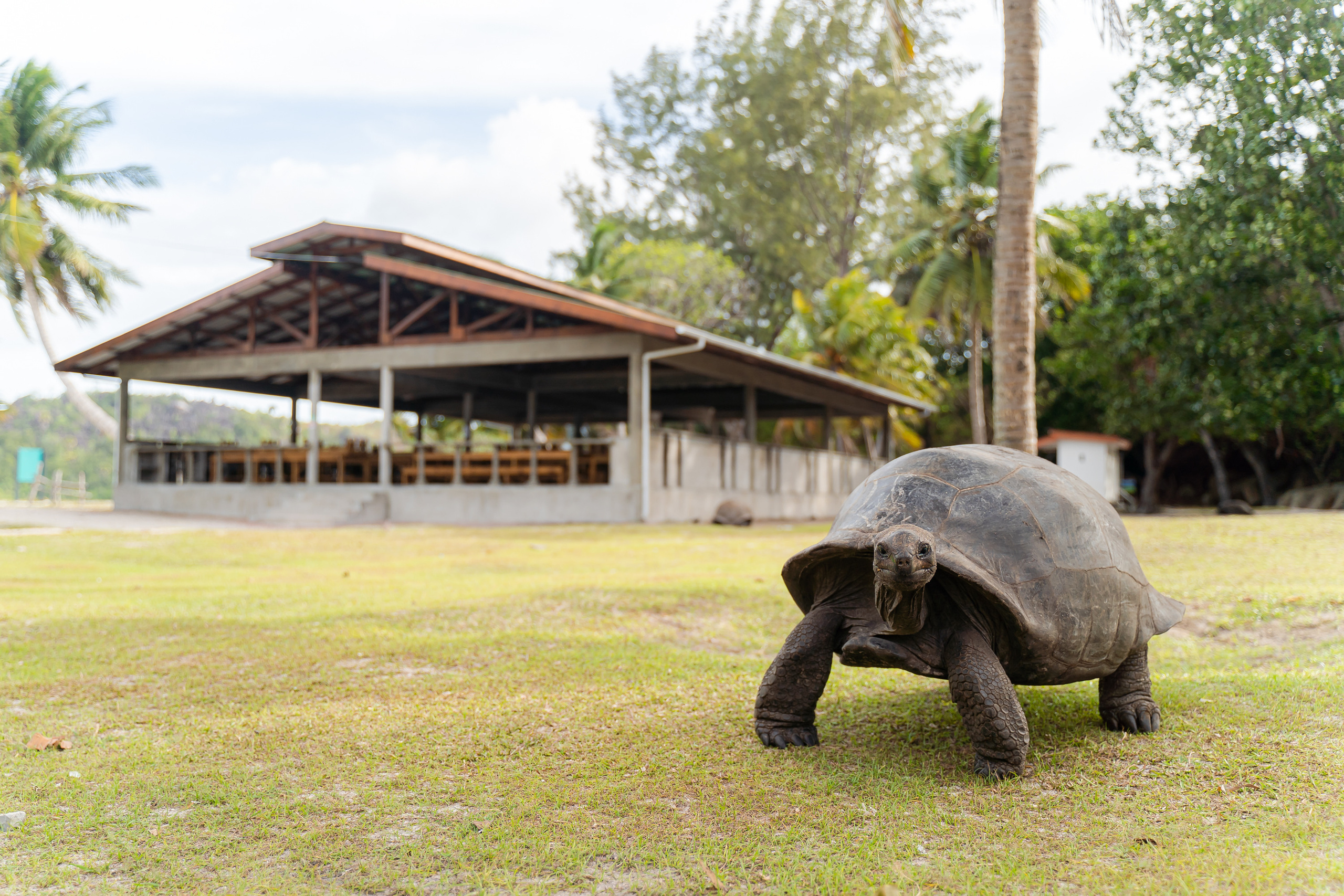 Seychelles. Свадебный и Репортажный фотограф в Москве — Шестак Константин