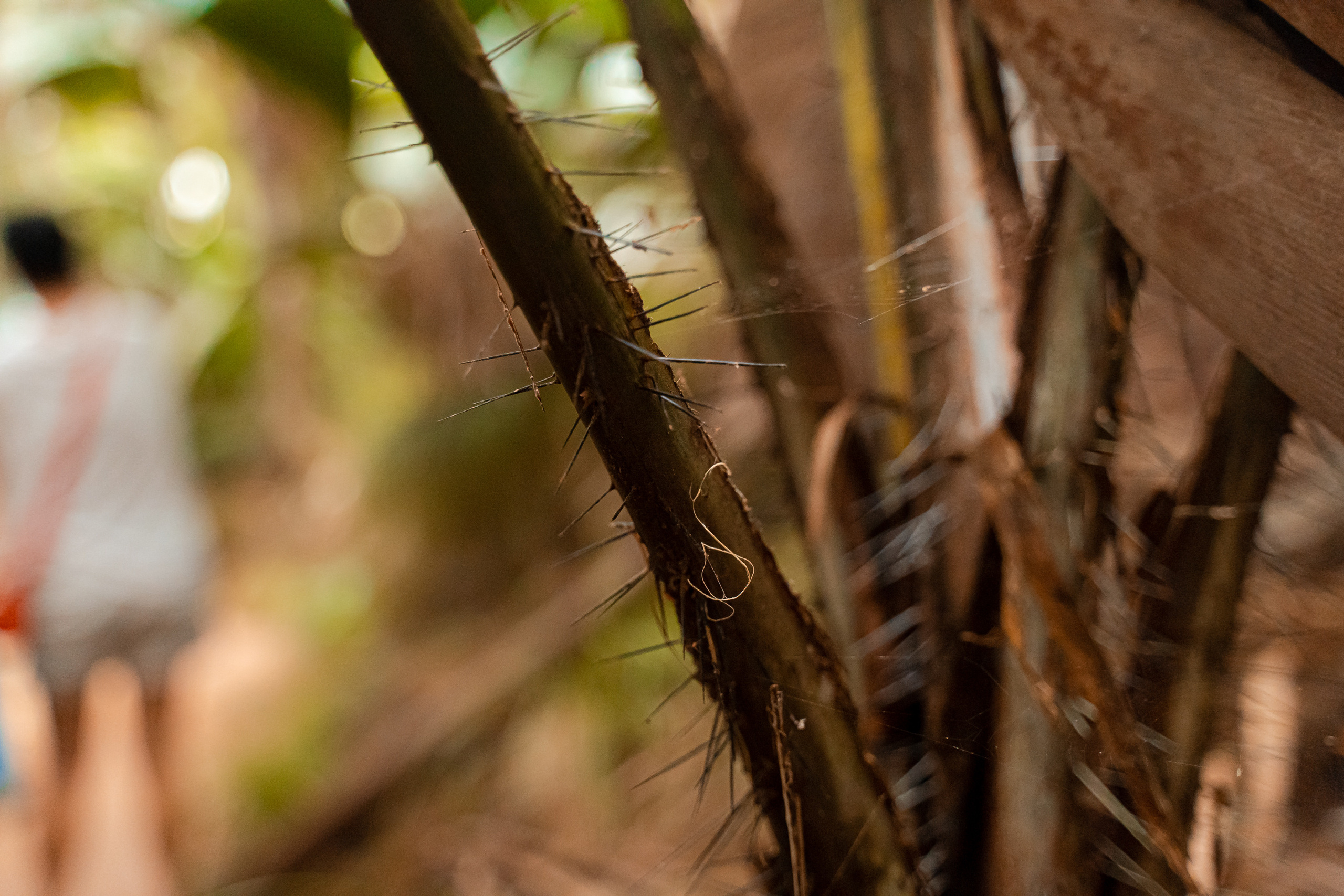 Seychelles. Свадебный и Репортажный фотограф в Москве — Шестак Константин