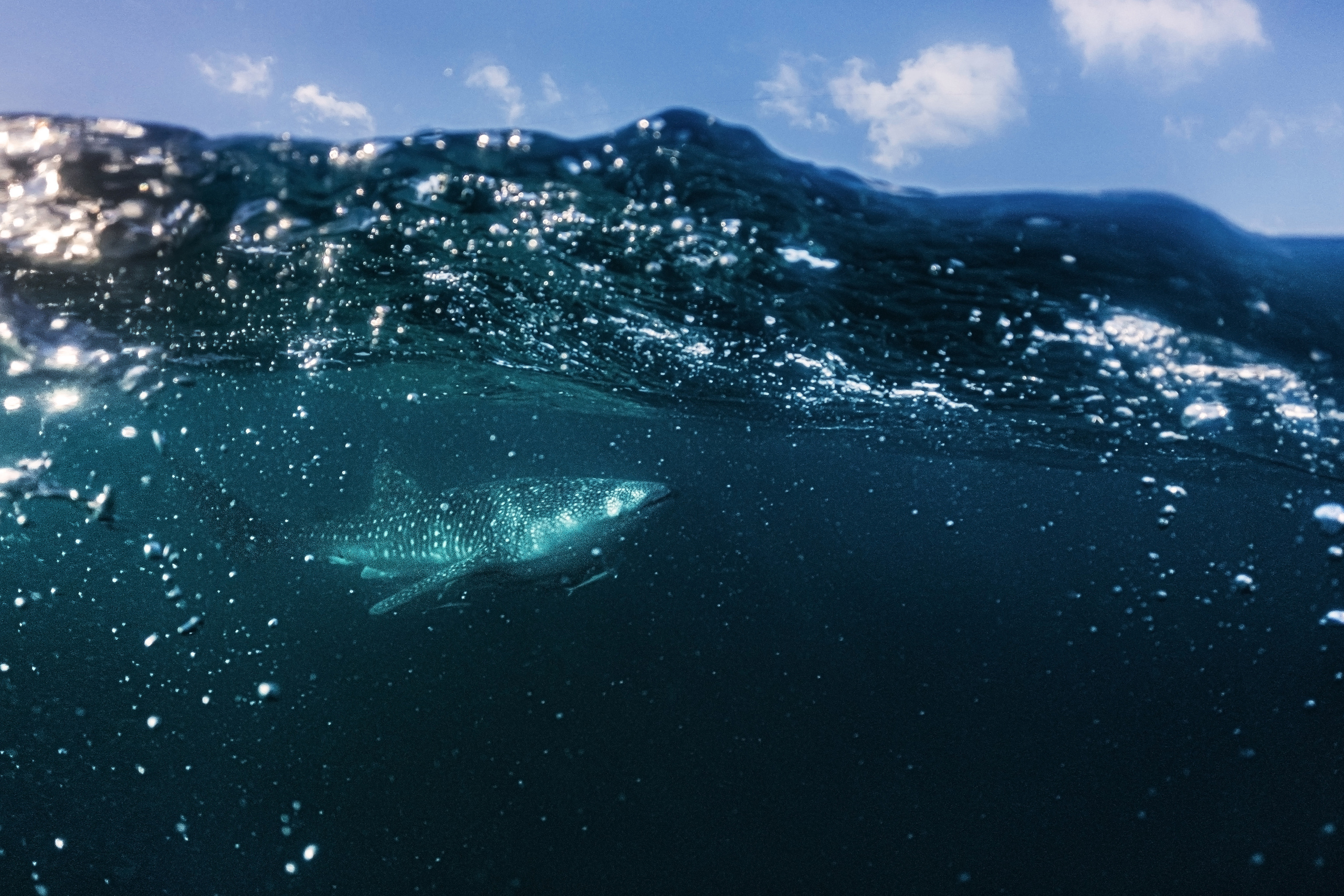 Seychelles. Свадебный и Репортажный фотограф в Москве — Шестак Константин