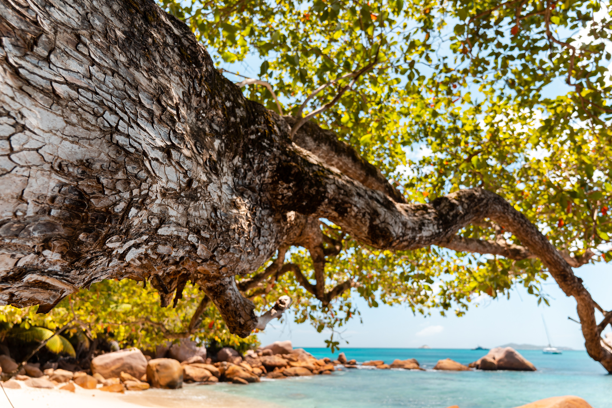 Seychelles. Свадебный и Репортажный фотограф в Москве — Шестак Константин