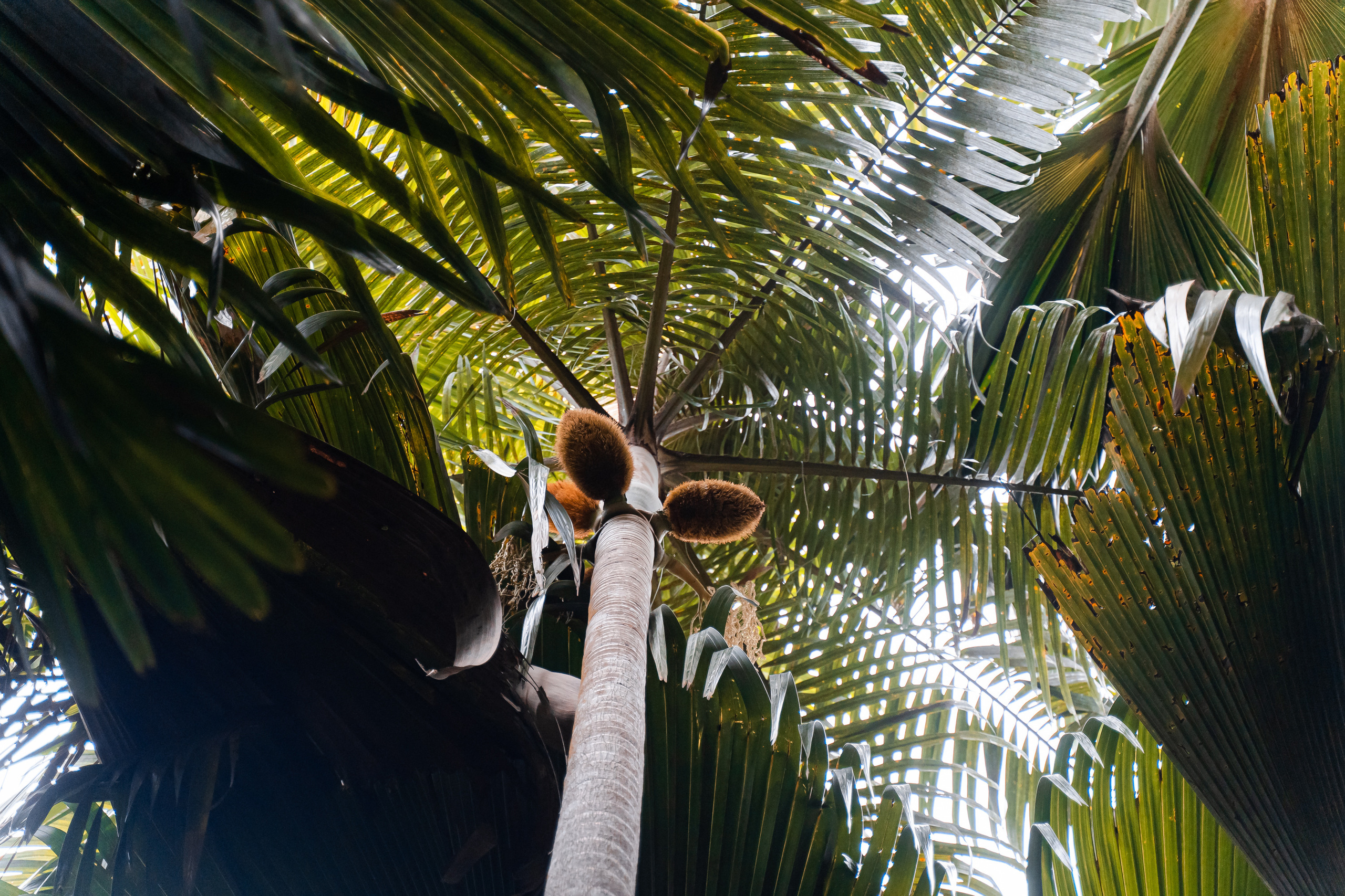 Seychelles. Свадебный и Репортажный фотограф в Москве — Шестак Константин