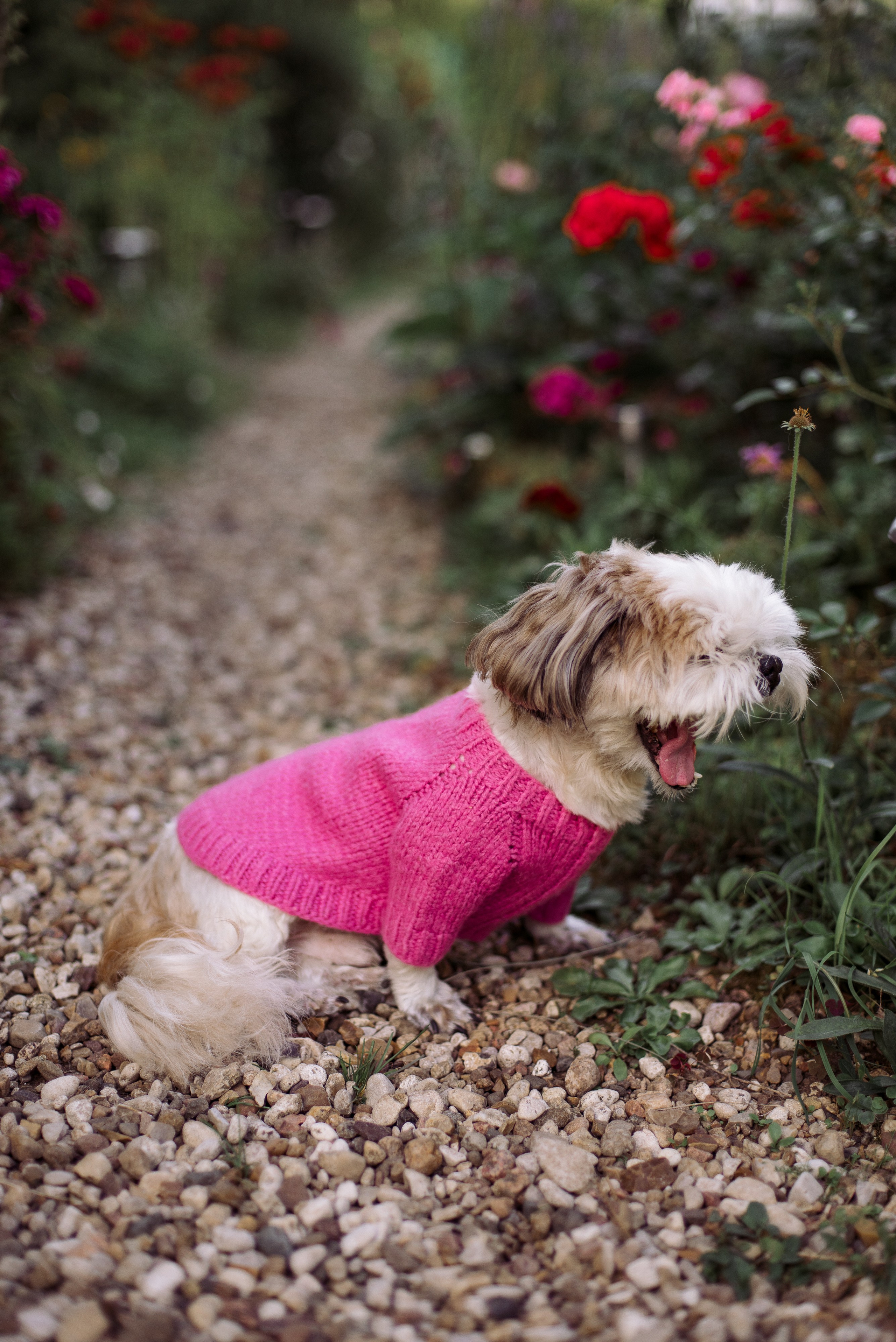 Съемка с животными. Фотограф в Москве Анастасия Бабкина