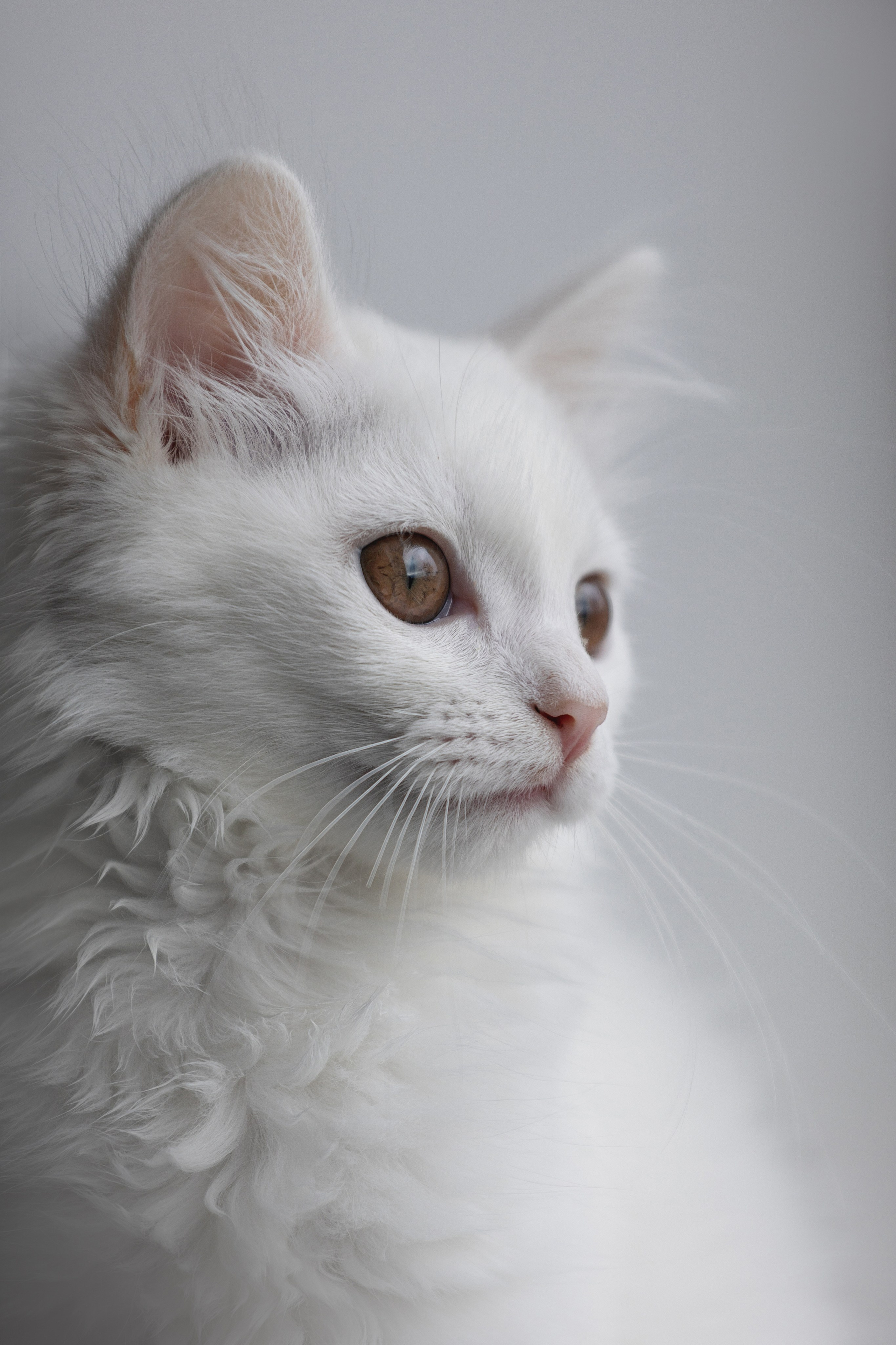 Кошки. Фотограф-анималист|Иркутск