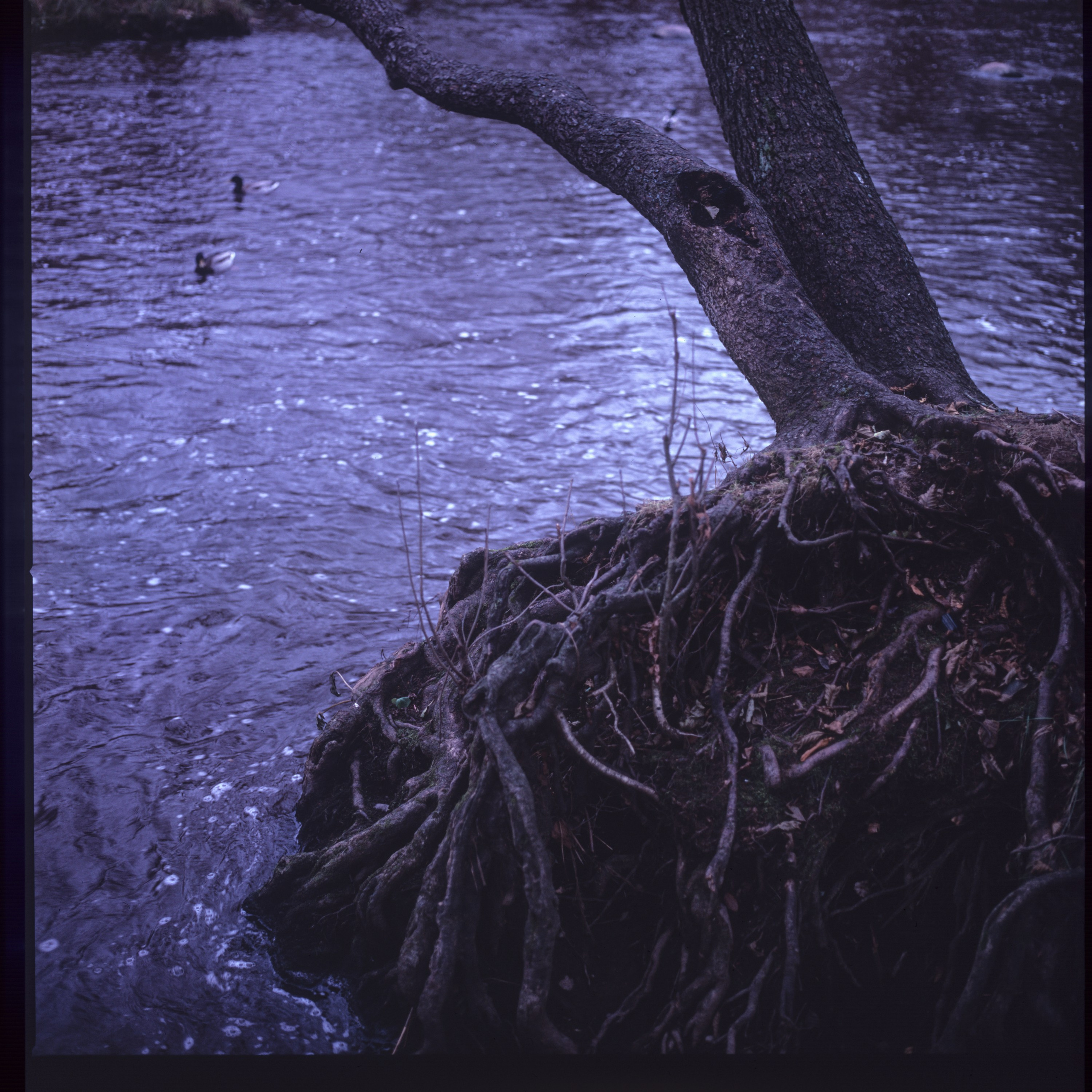 Rotten apple (ongoing). Lisa Mukhina