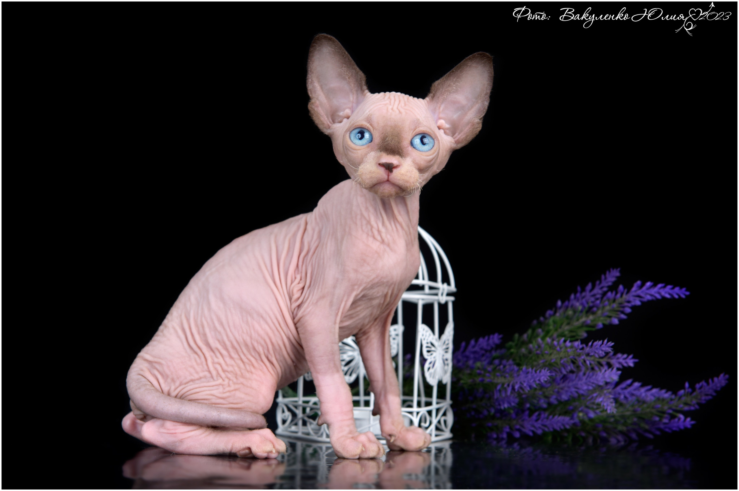 Котята. Фотограф анималист | семейный Юлия Вакуленко, г. Краснодар