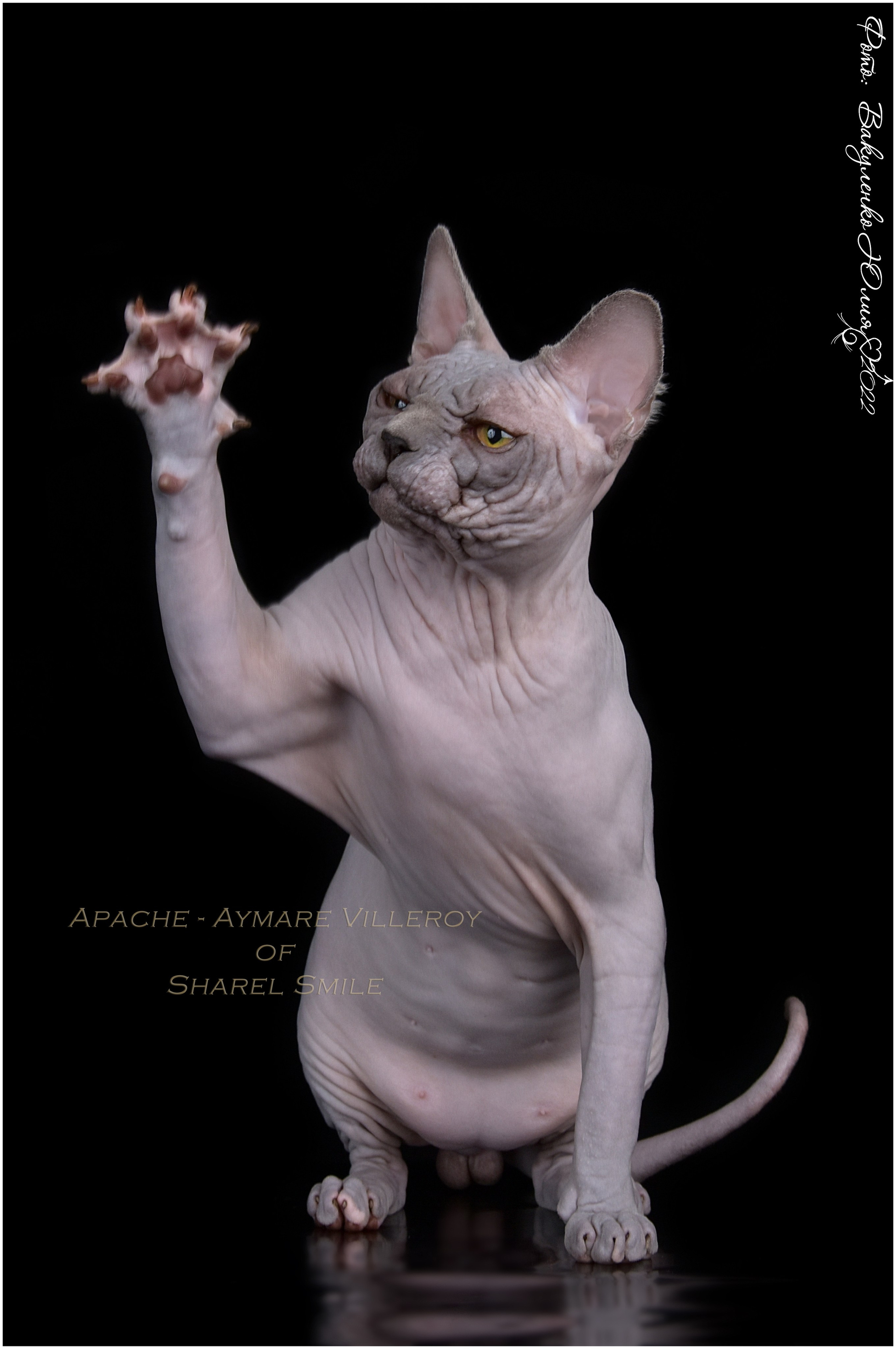 Взрослые. Фотограф анималист | семейный Юлия Вакуленко, г. Краснодар