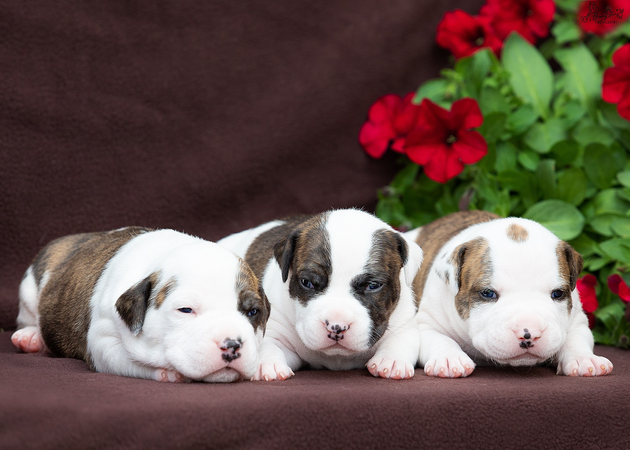 Puppies. Фотограф-анималист в Москве Евгения Старостина
