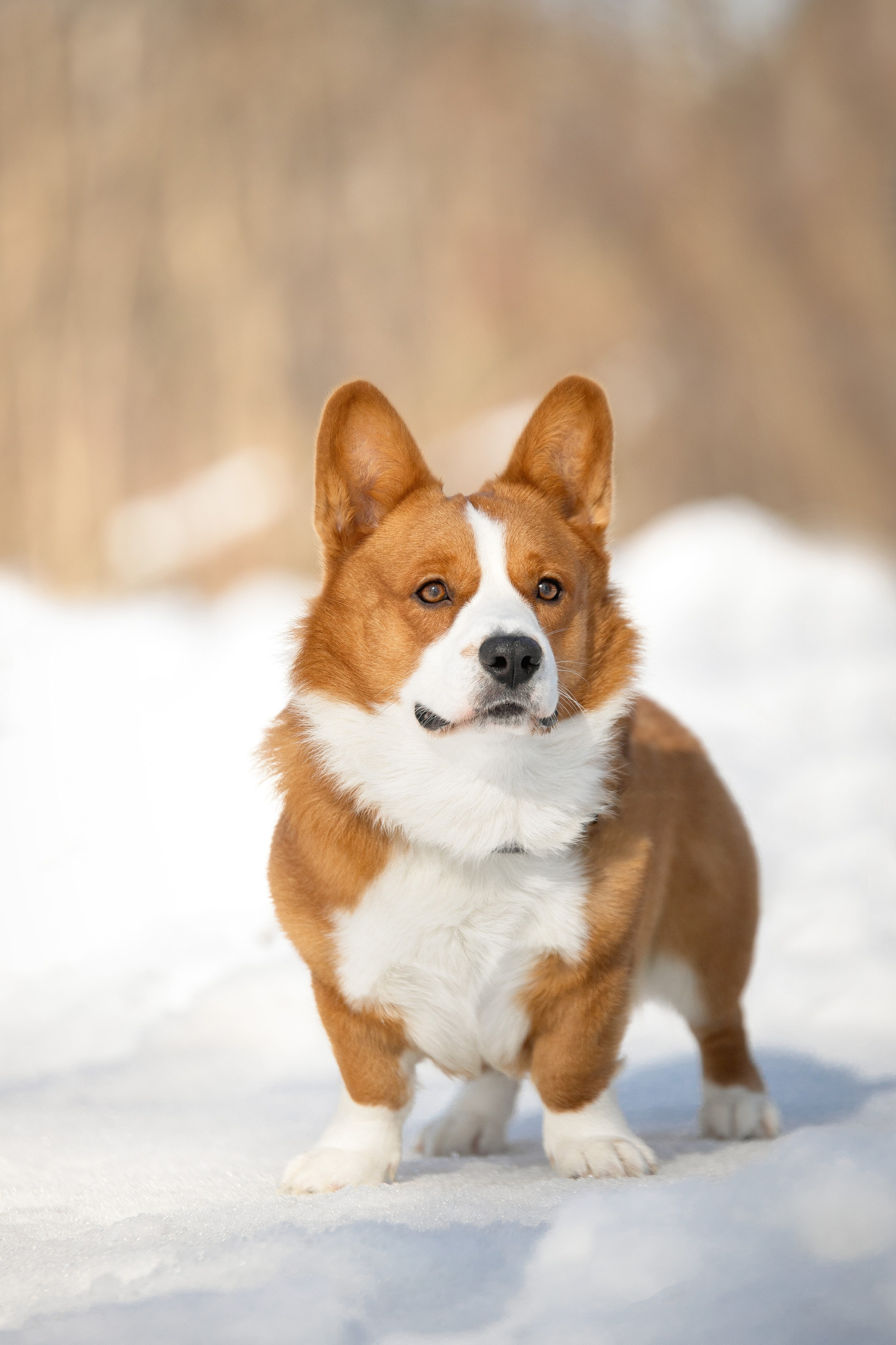 Лакки. Юлия Микульская. Рыбинск
