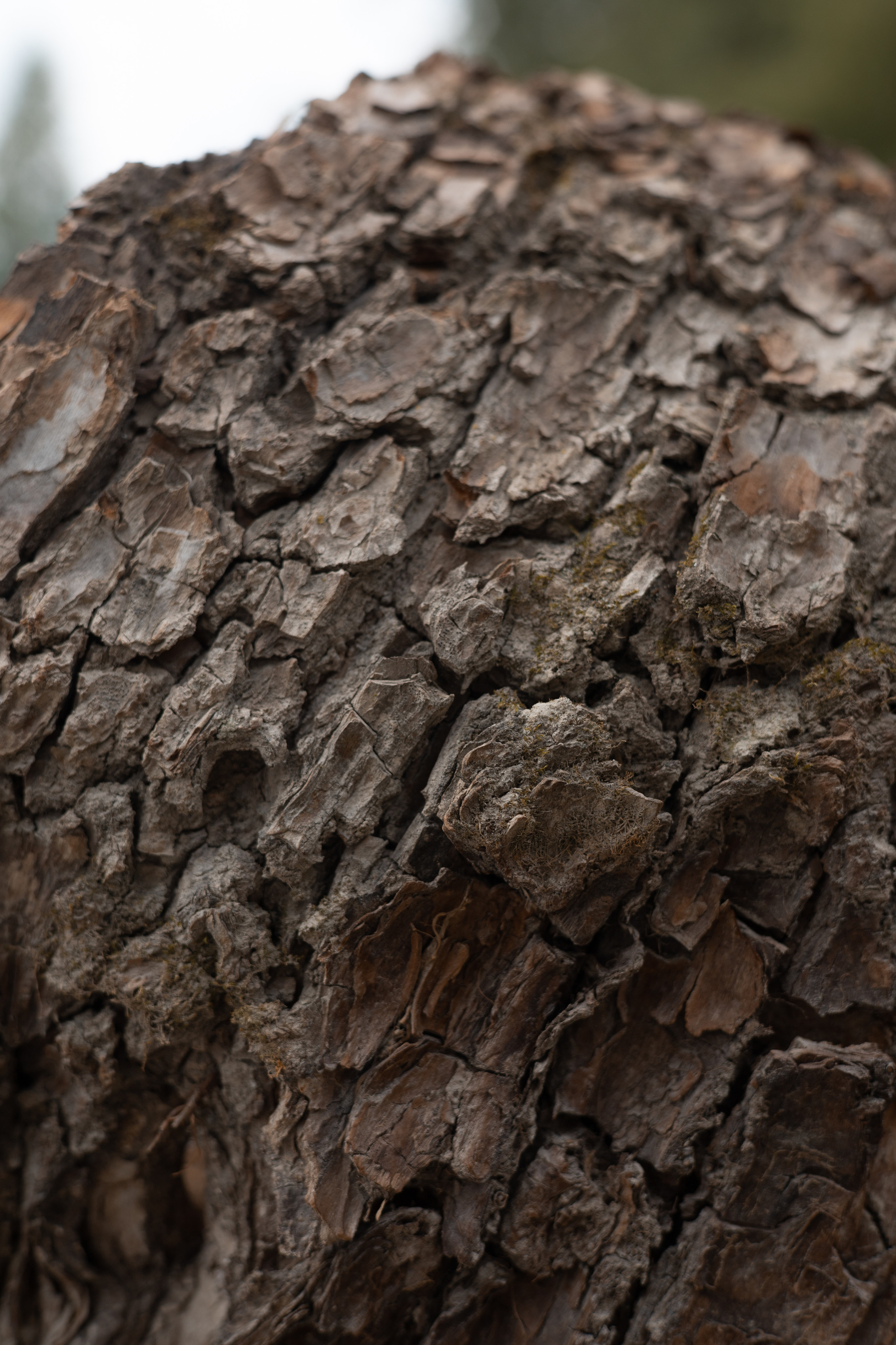 Алтай 2023. Фотограф в Кемерово Анастасия