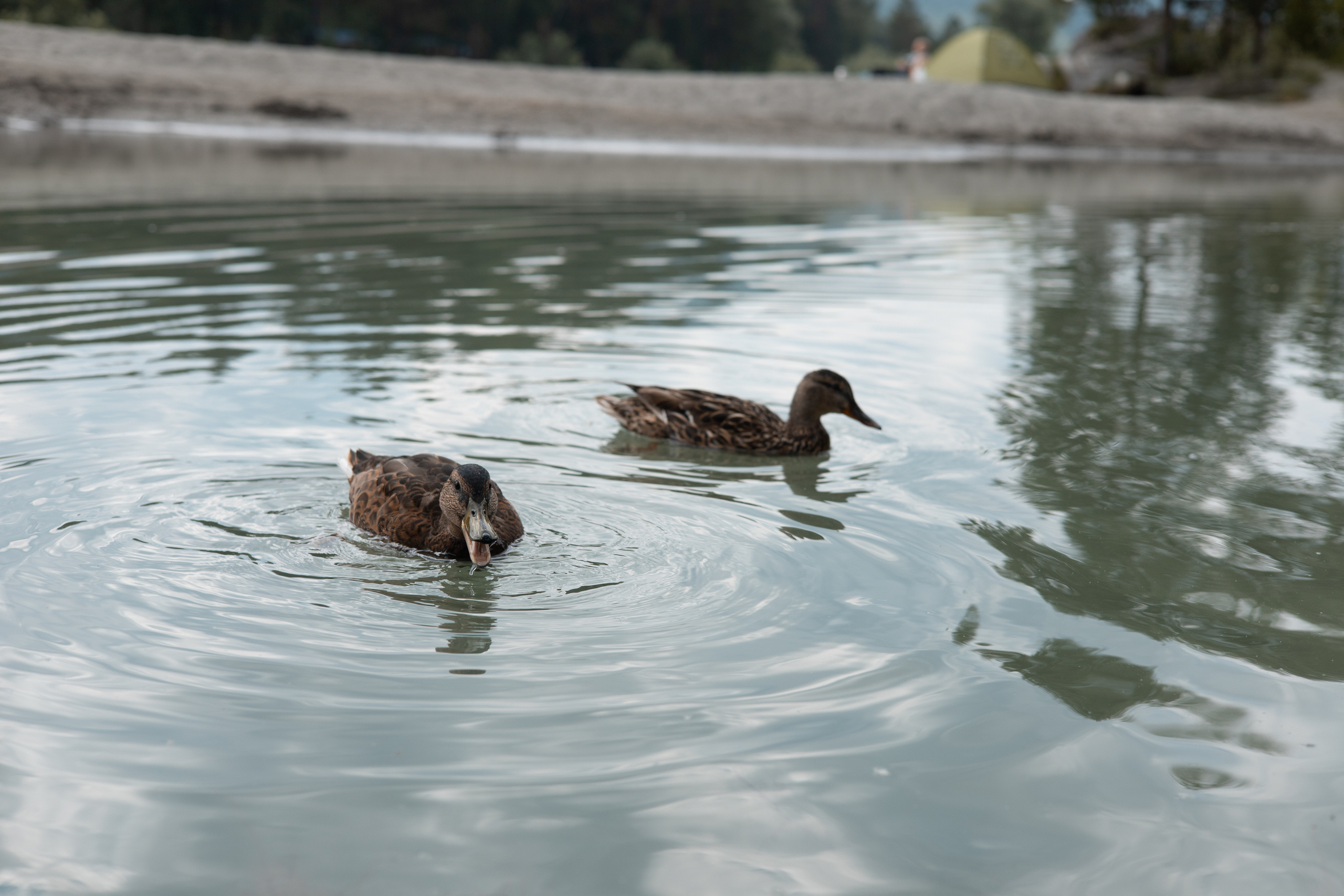 Алтай 2023. Фотограф в Кемерово Анастасия