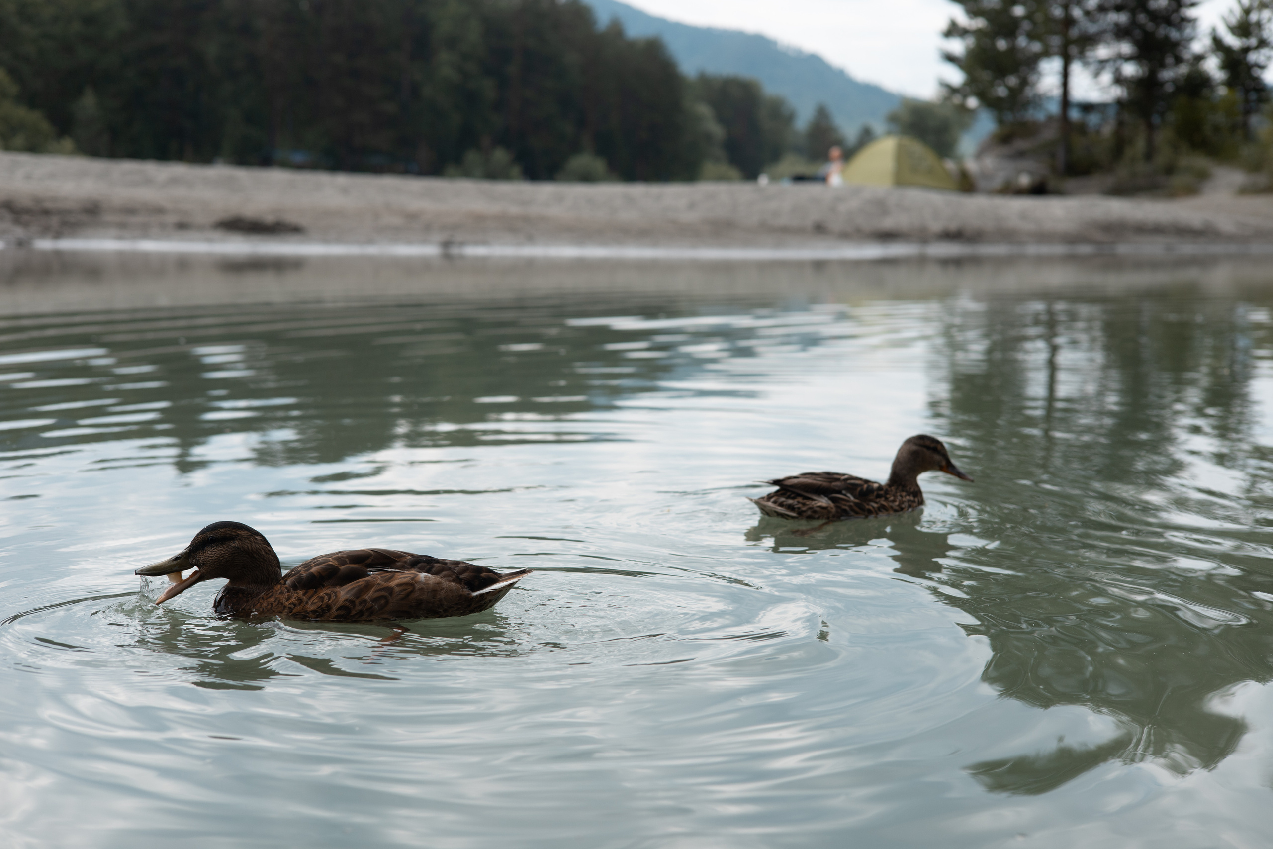 Алтай 2023. Фотограф в Кемерово Анастасия