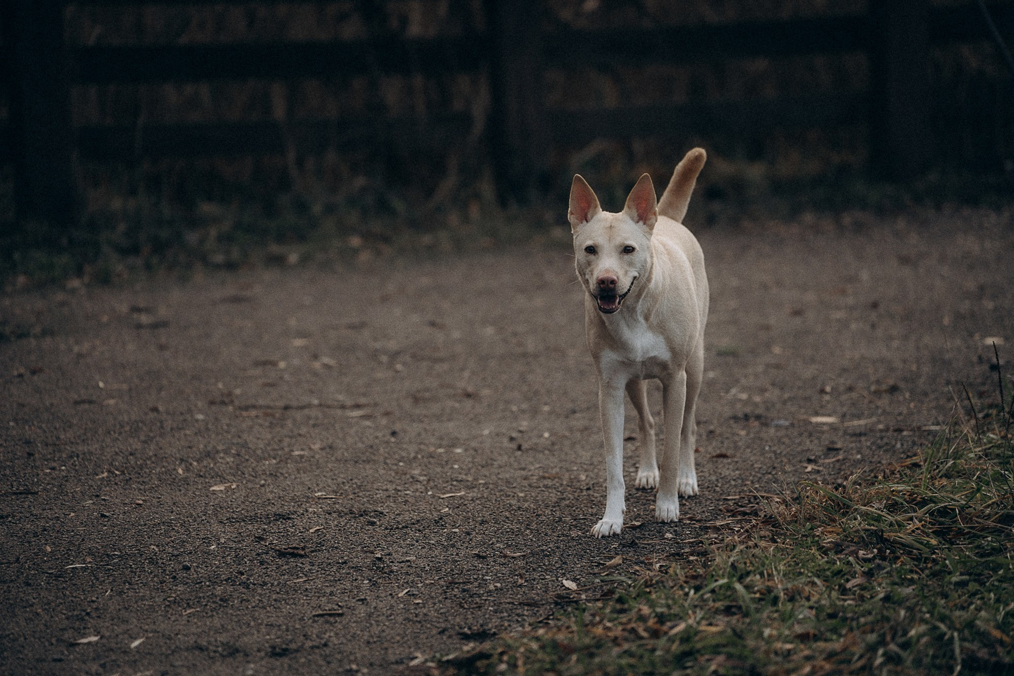 Туся. Фотограф анималист в Москве и Санкт-Петербурге Свиридова Анна