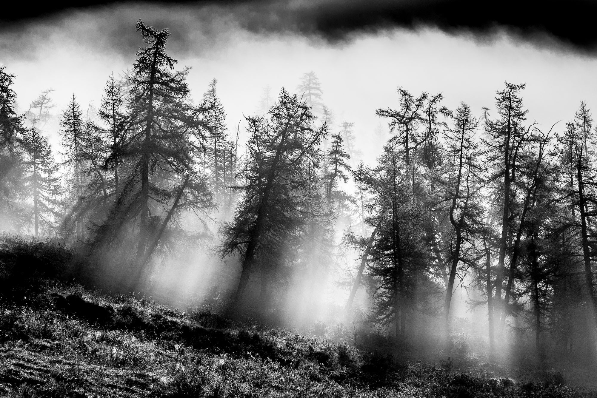 Свадебный фотограф в Геленджике
