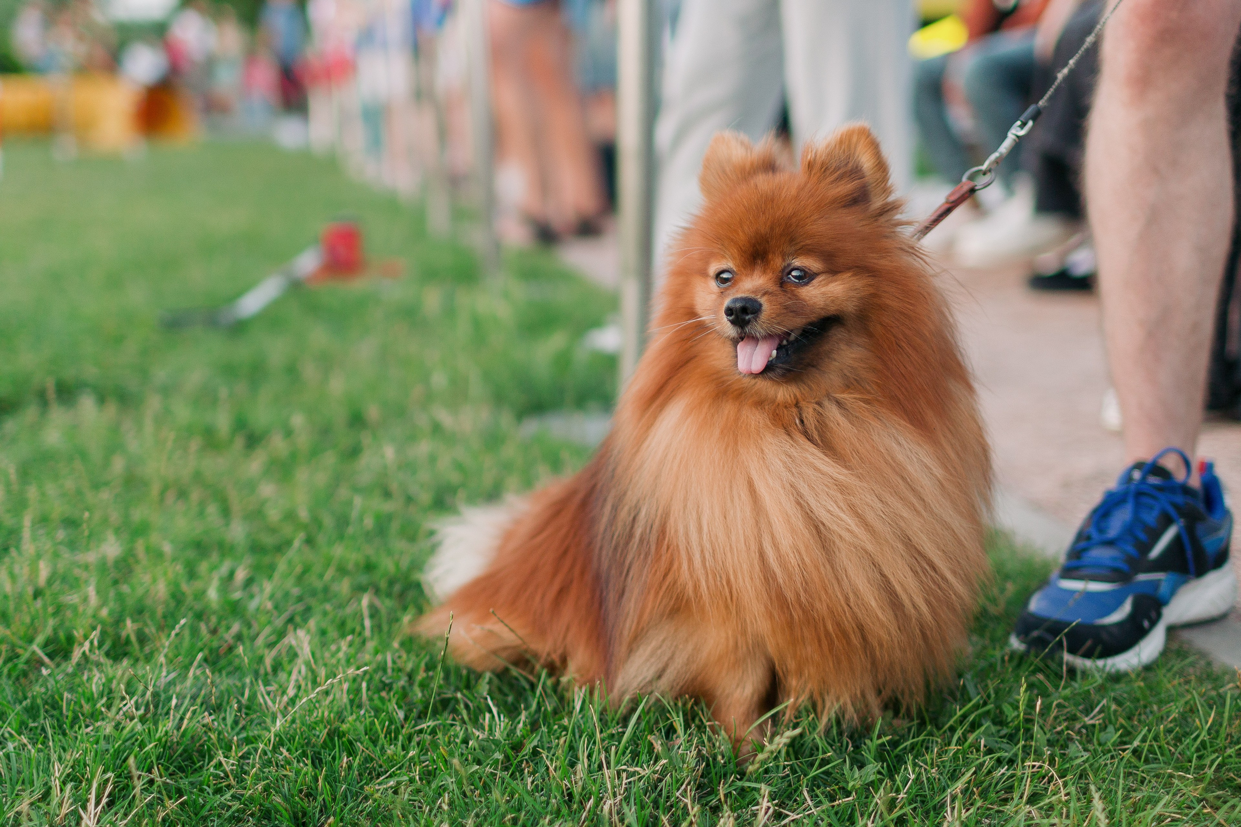 Dog Fest 2024. Главная