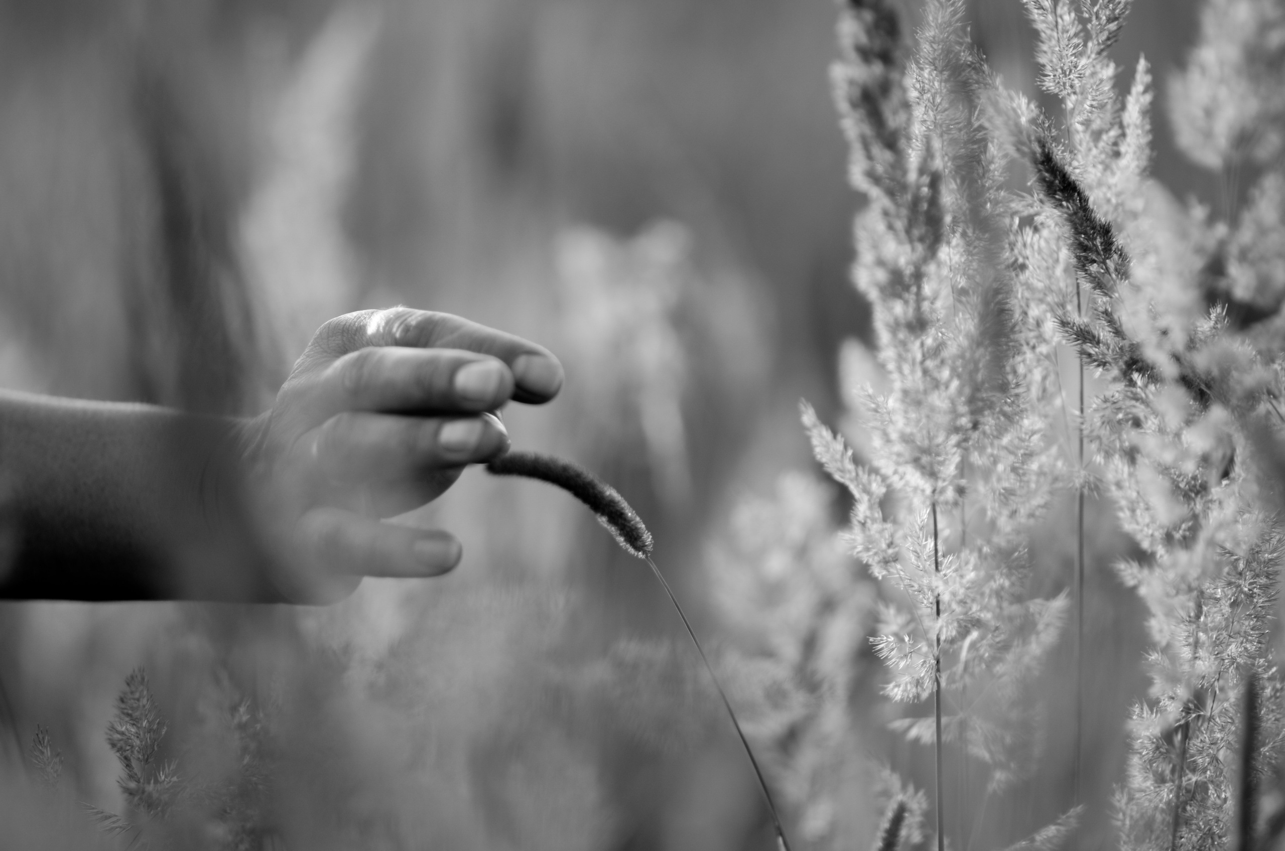 Летняя в поле. Семейный фотограф г. Москва