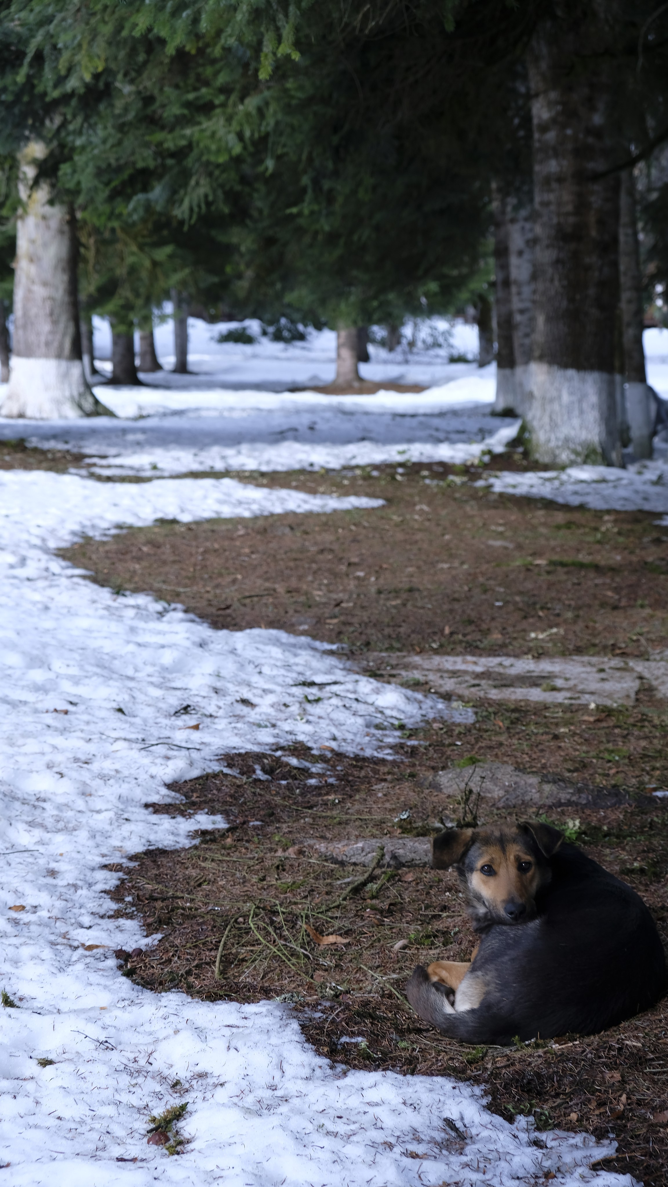 Сталинская дача на Рице зимой. Главная