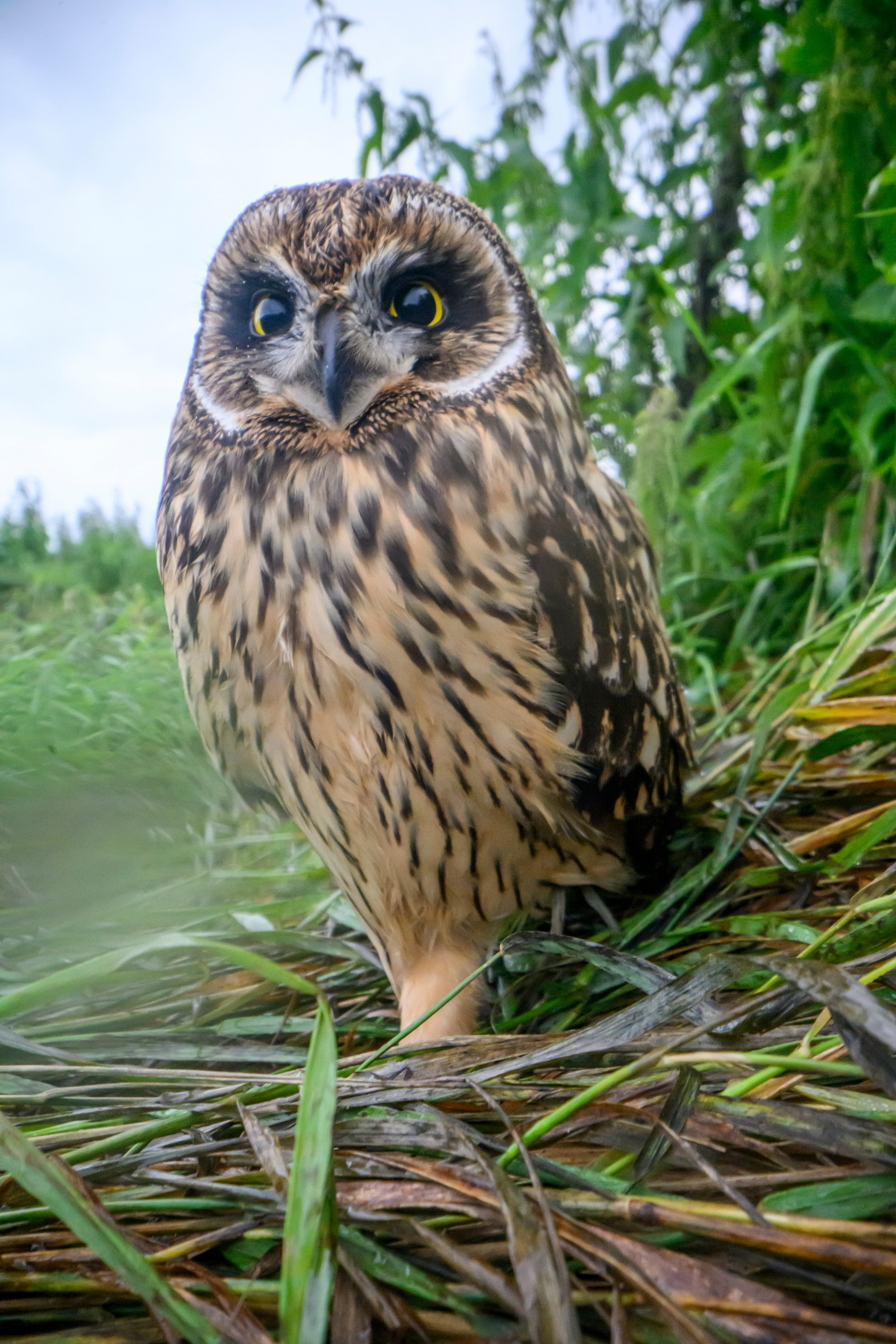 Совенок на ширик | Owlet with wide lens. Фотограф Сергей Пупонин