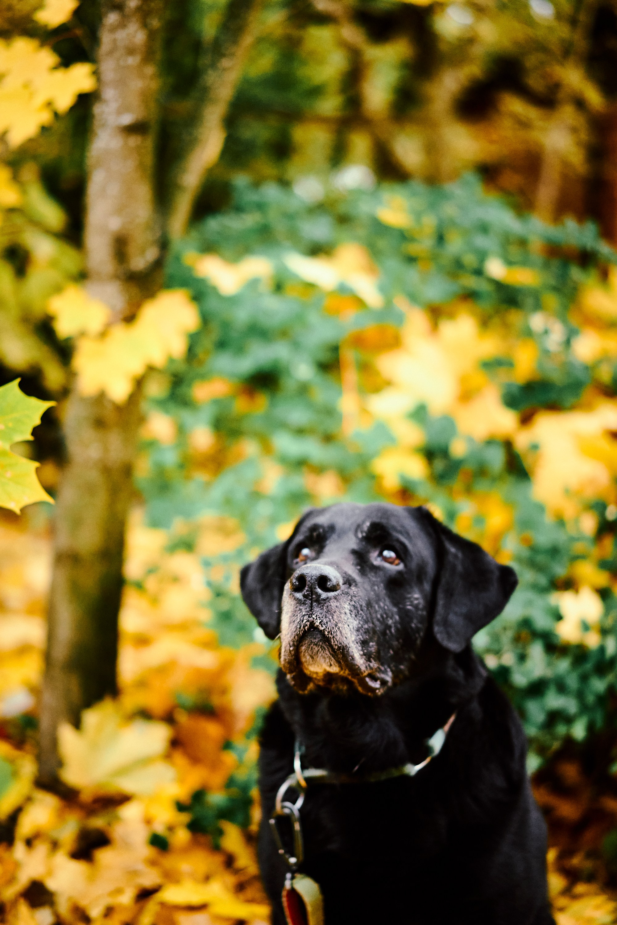 Bell and Black. Vutitsa