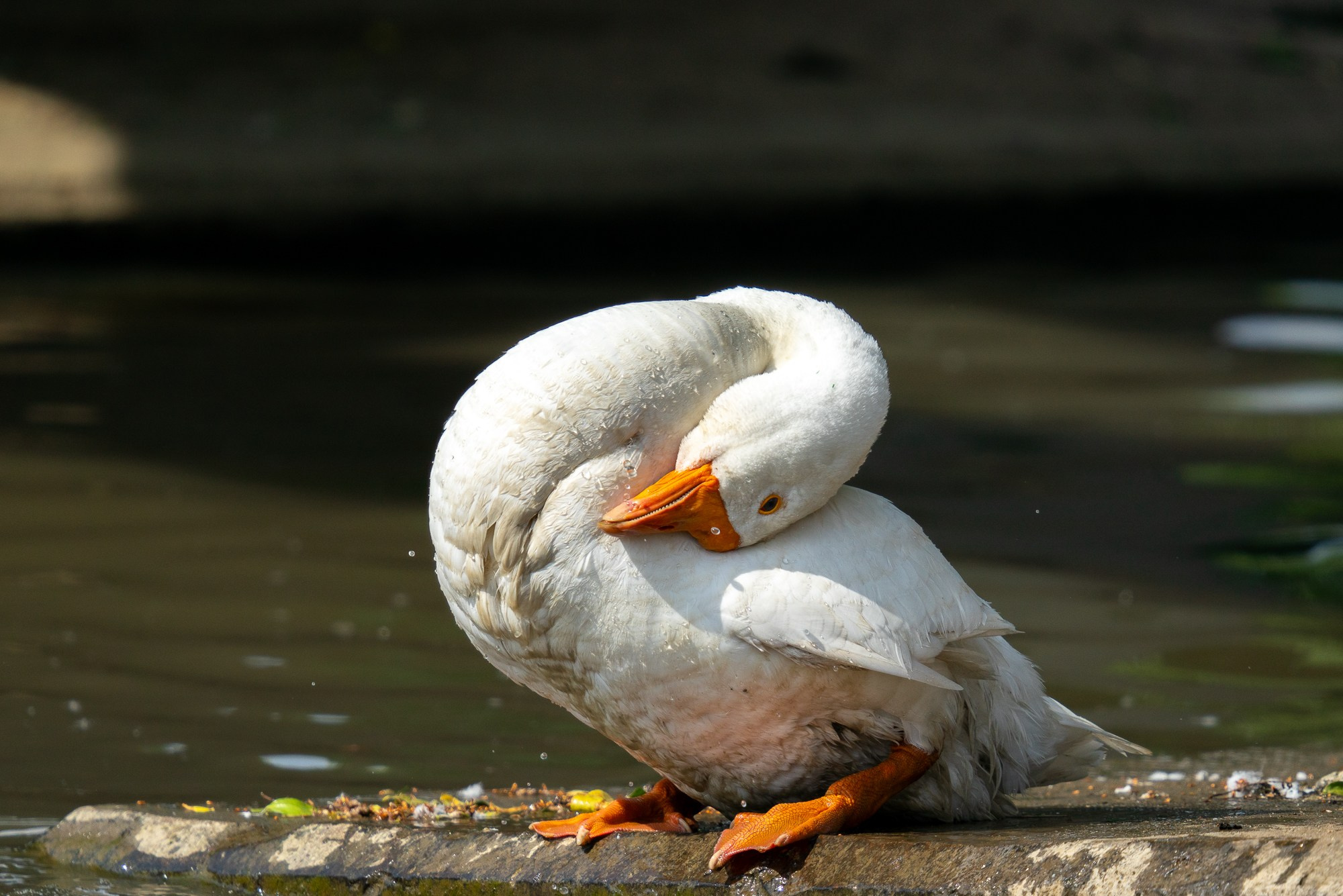 Удивительные мир птиц. Вокруг нас столько прекрасного — присмотритесь!. Ваш личный фотограф Марина Волкова