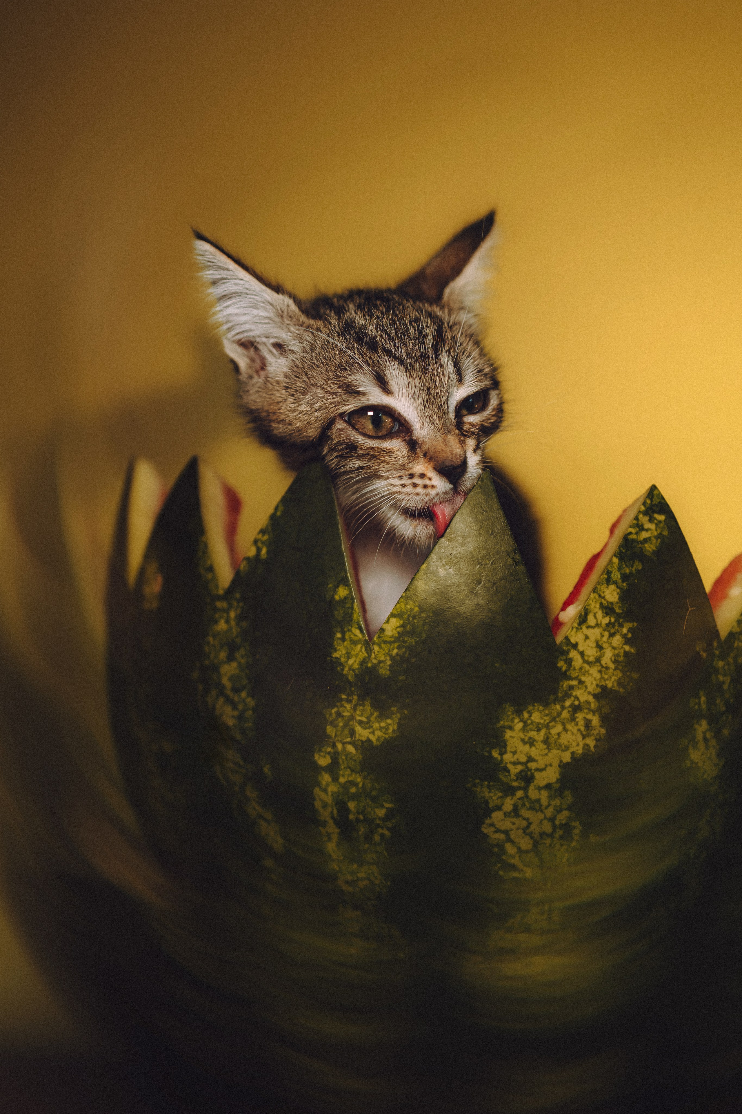 Сирена и арбуз