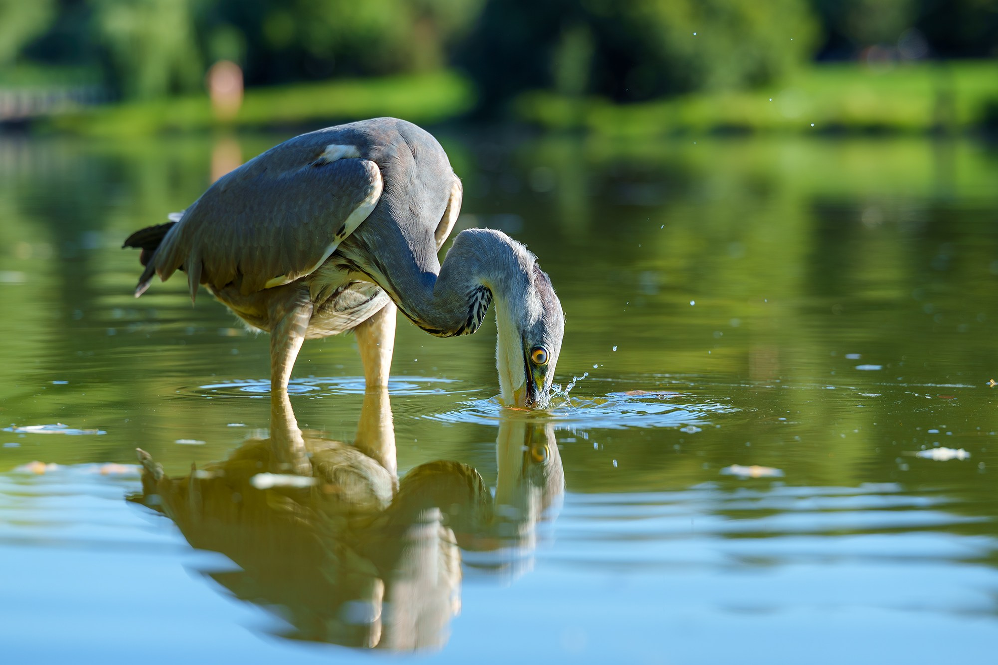 Удивительные мир птиц. Вокруг нас столько прекрасного — присмотритесь!. Ваш личный фотограф Марина Волкова
